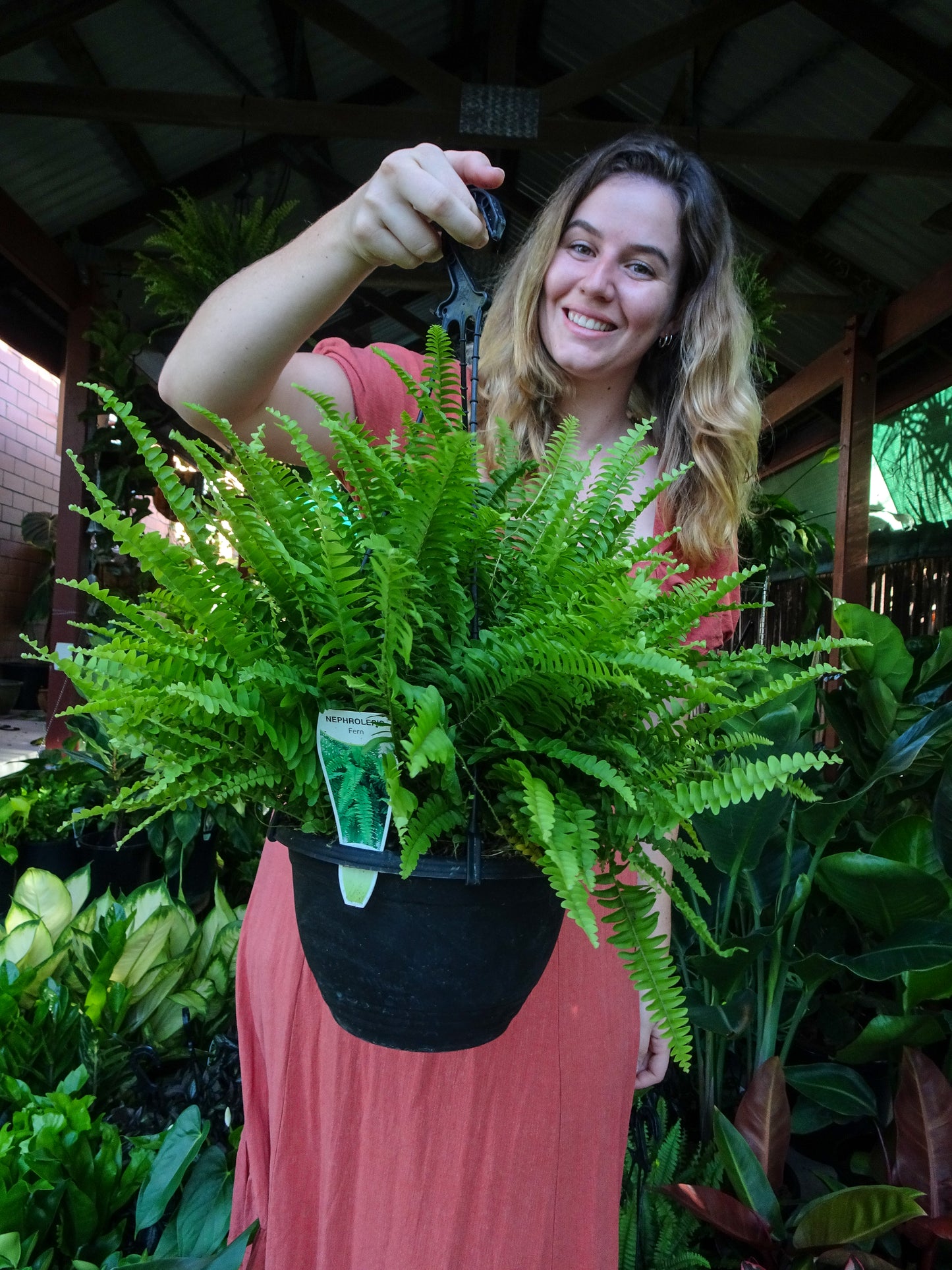 Boston Fern Hanging Plant