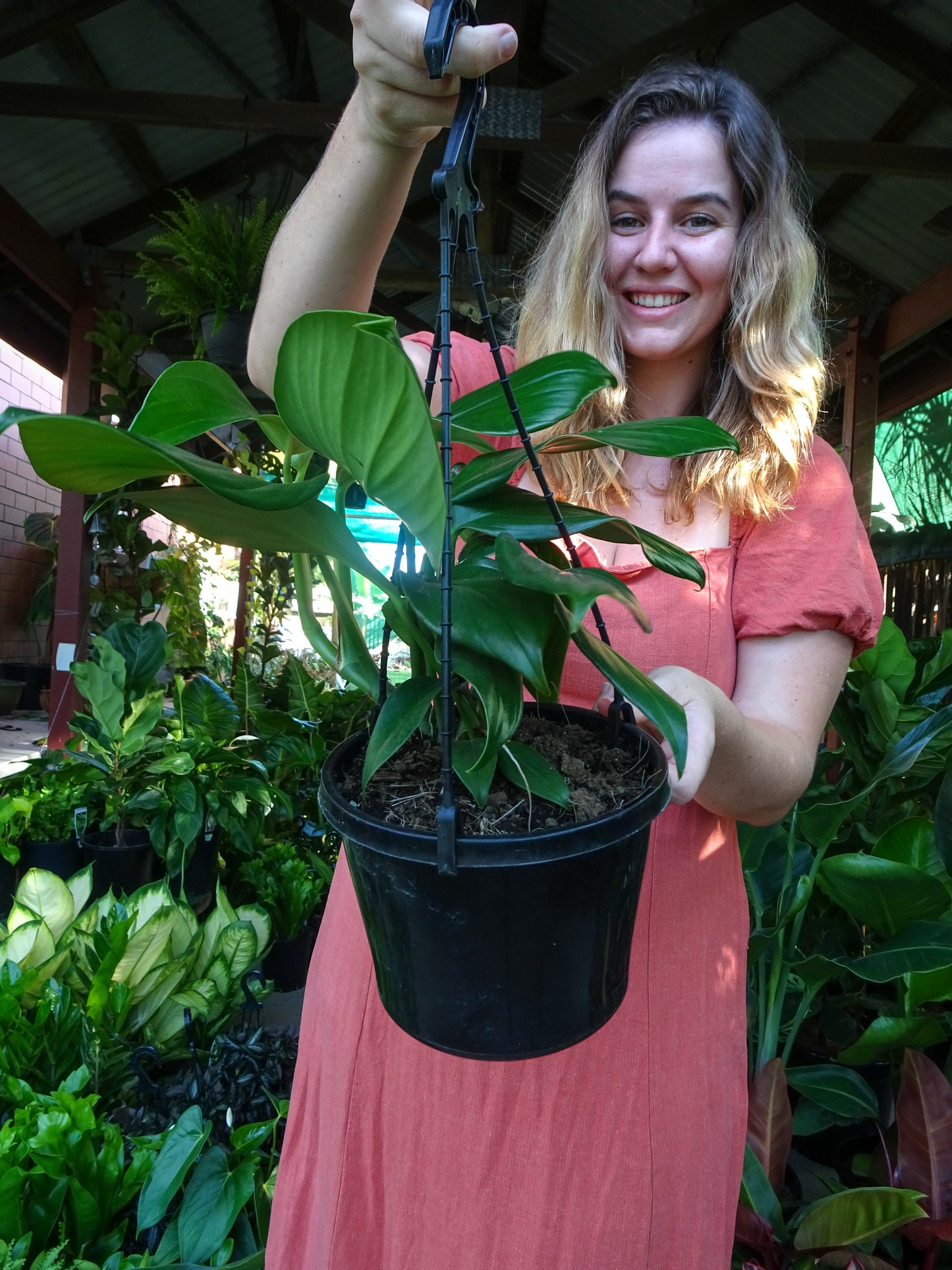 QLD Monstera (Dragons Tail Hanger)