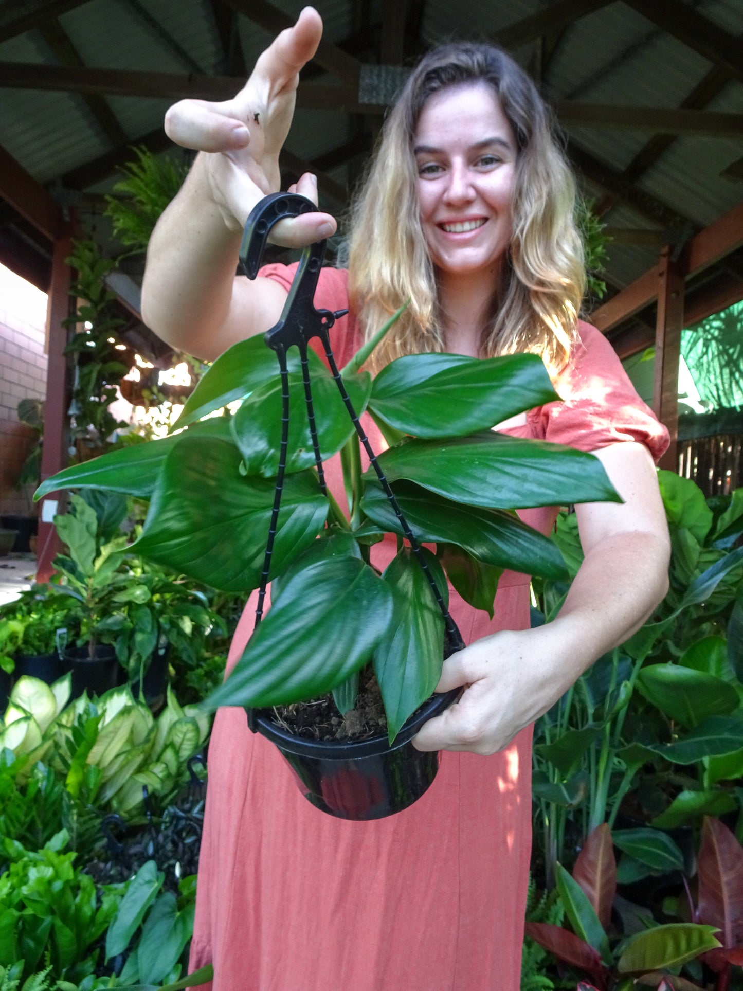 QLD Monstera (Dragons Tail Hanger)