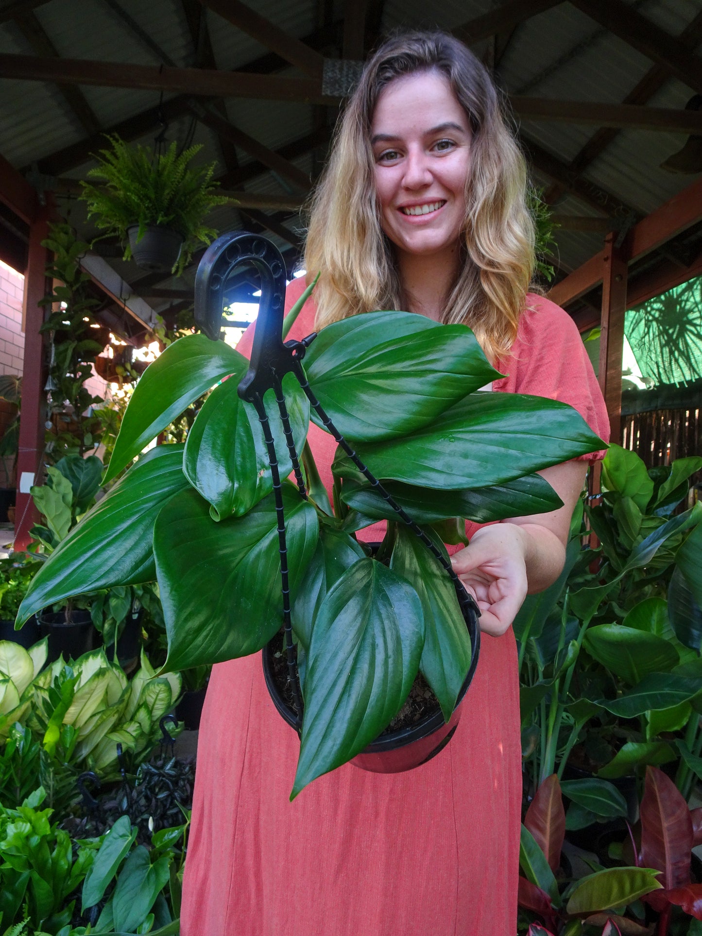 QLD Monstera (Dragons Tail Hanger)