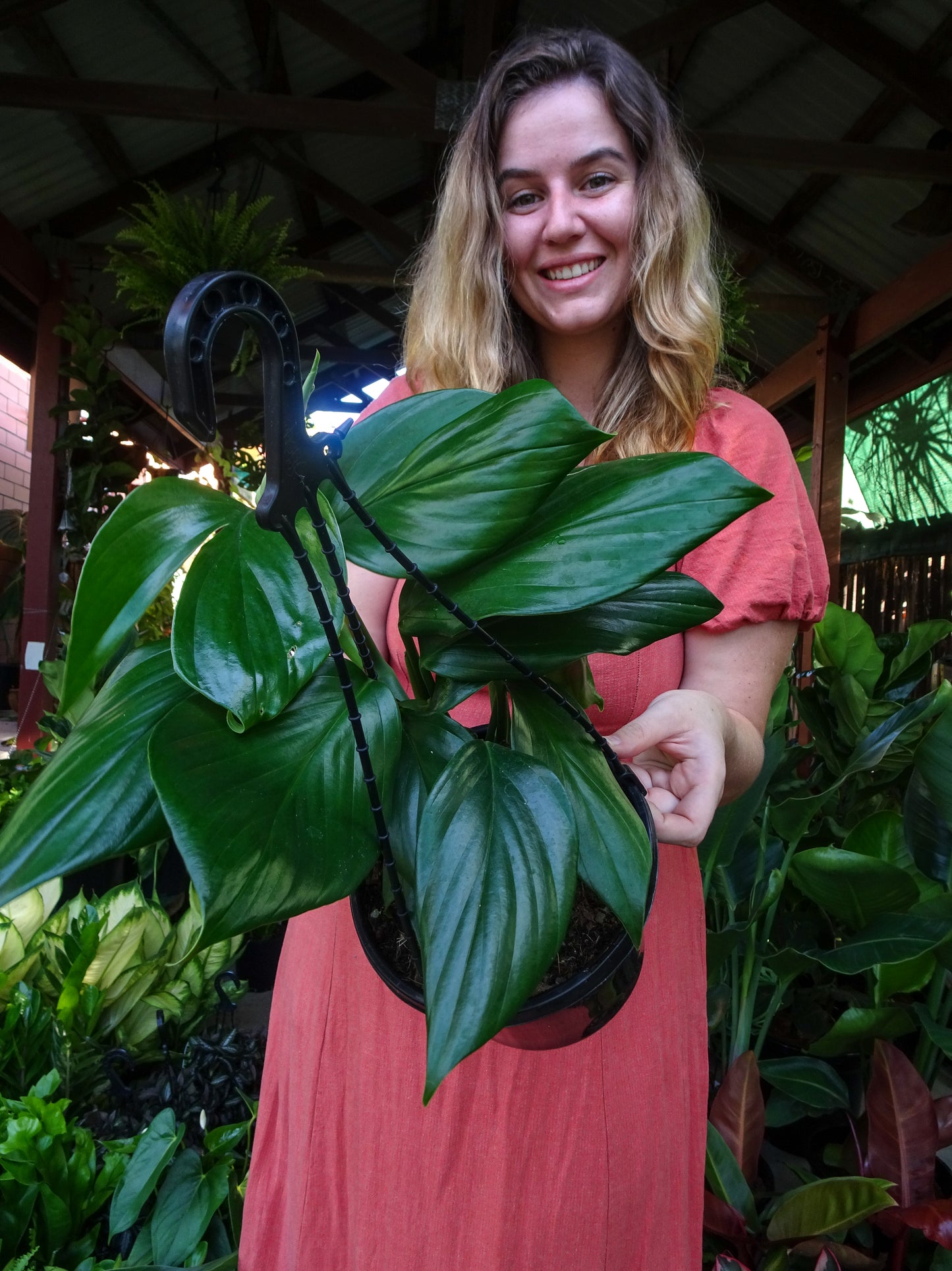 QLD Monstera (Dragons Tail Hanger)
