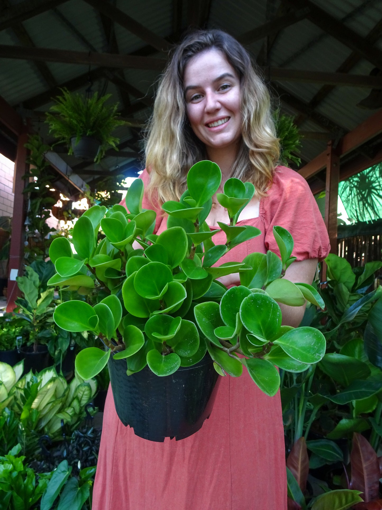 Peperomia Jade
