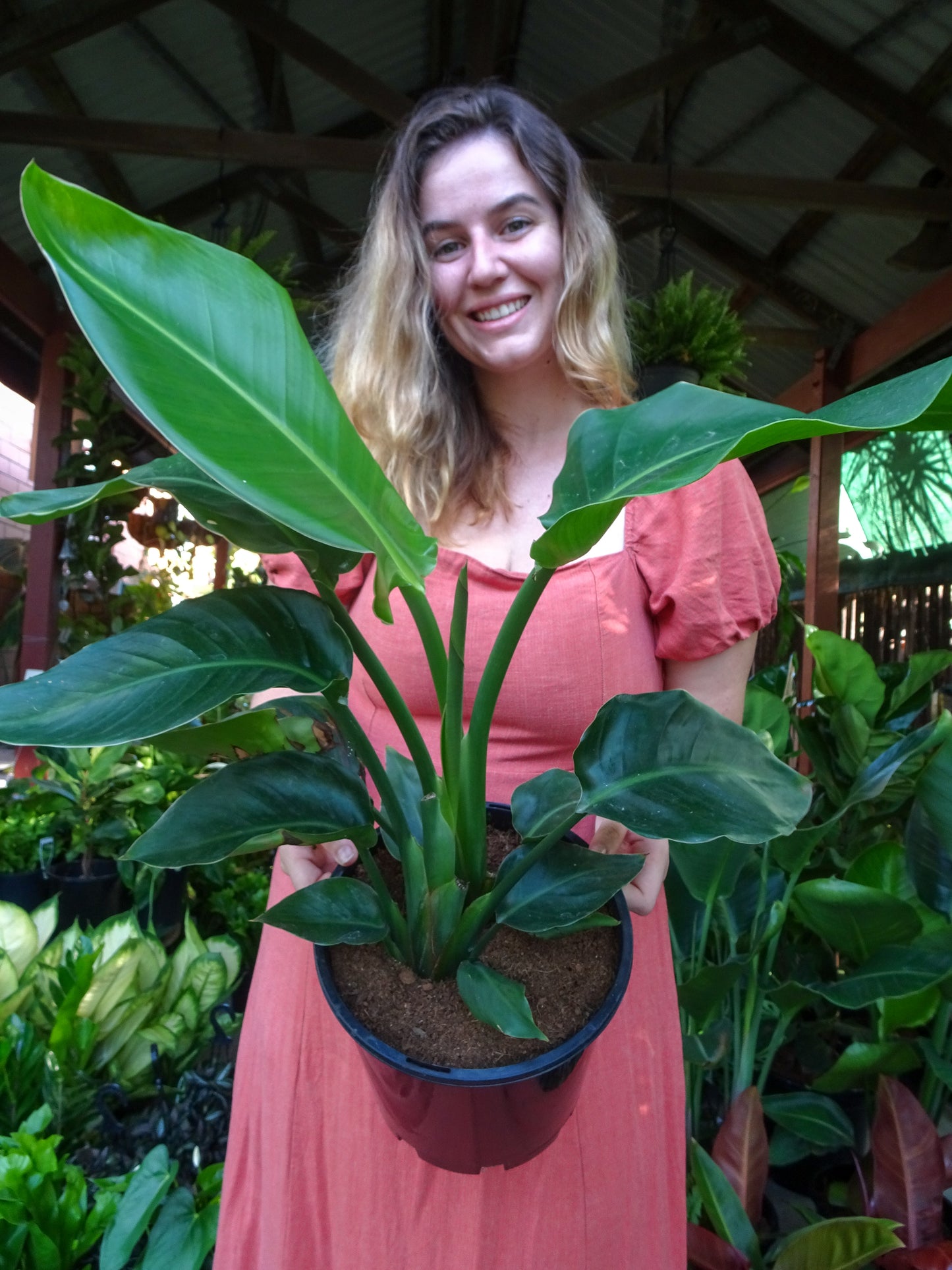 Bird of Paradise (Strelitzia Nicolai)