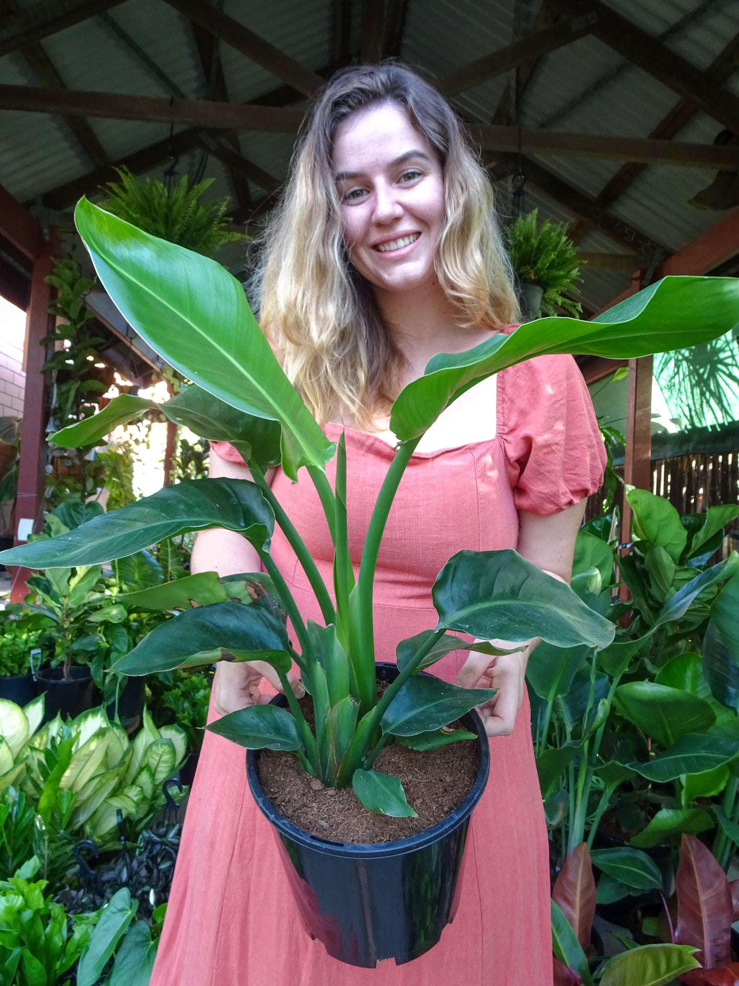Bird of Paradise (Strelitzia Nicolai)