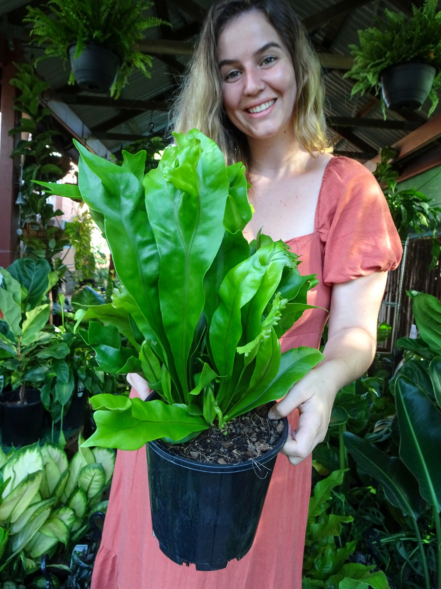 Green Flame Fern