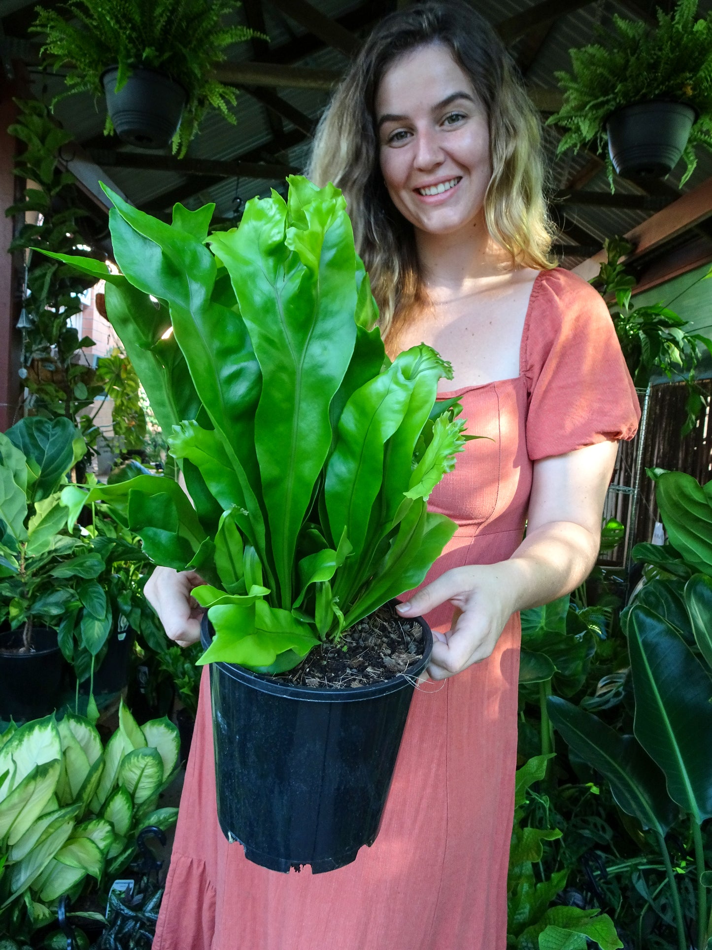 Green Flame Fern