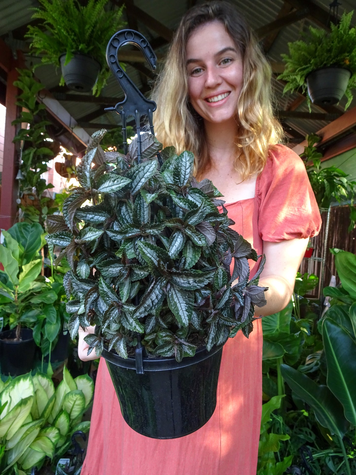 Pilea Silver Tree Hanger
