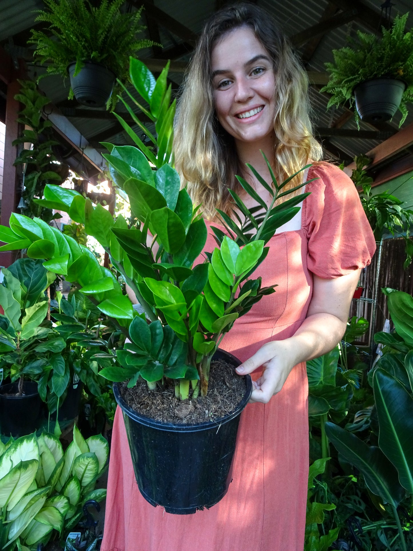 ZZ Plant