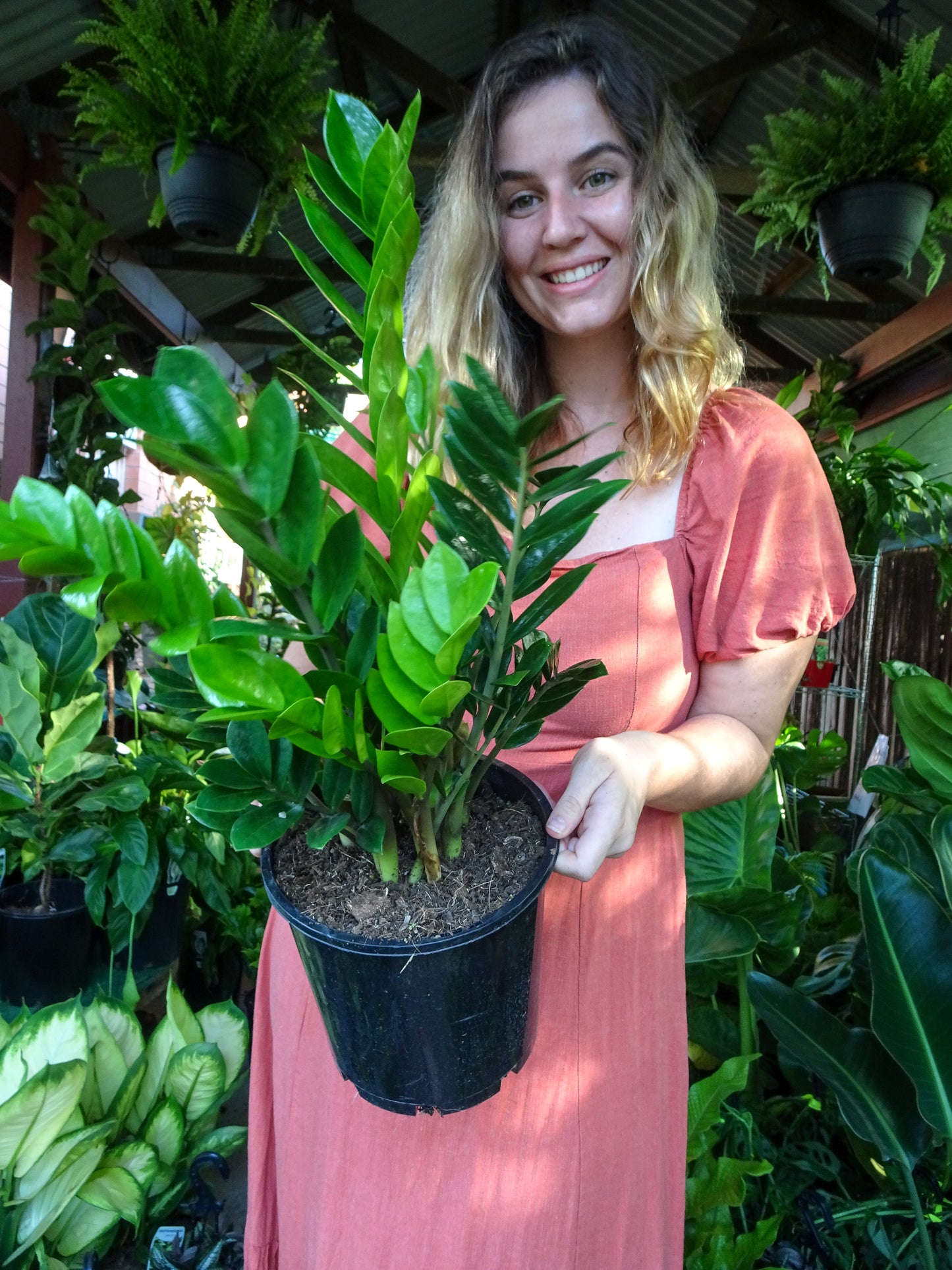 ZZ Plant