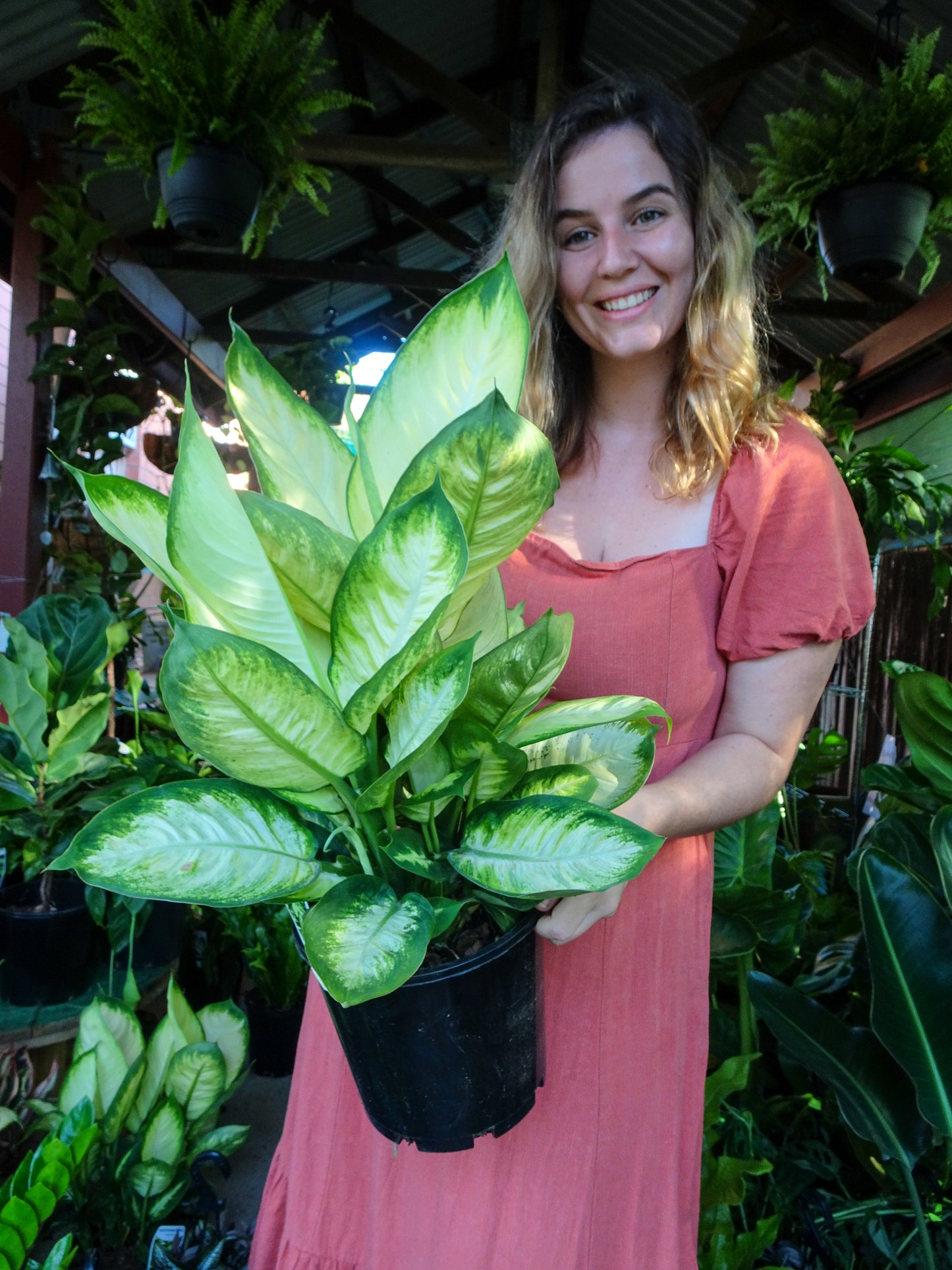 Dieffenbachia Tropic Marianne