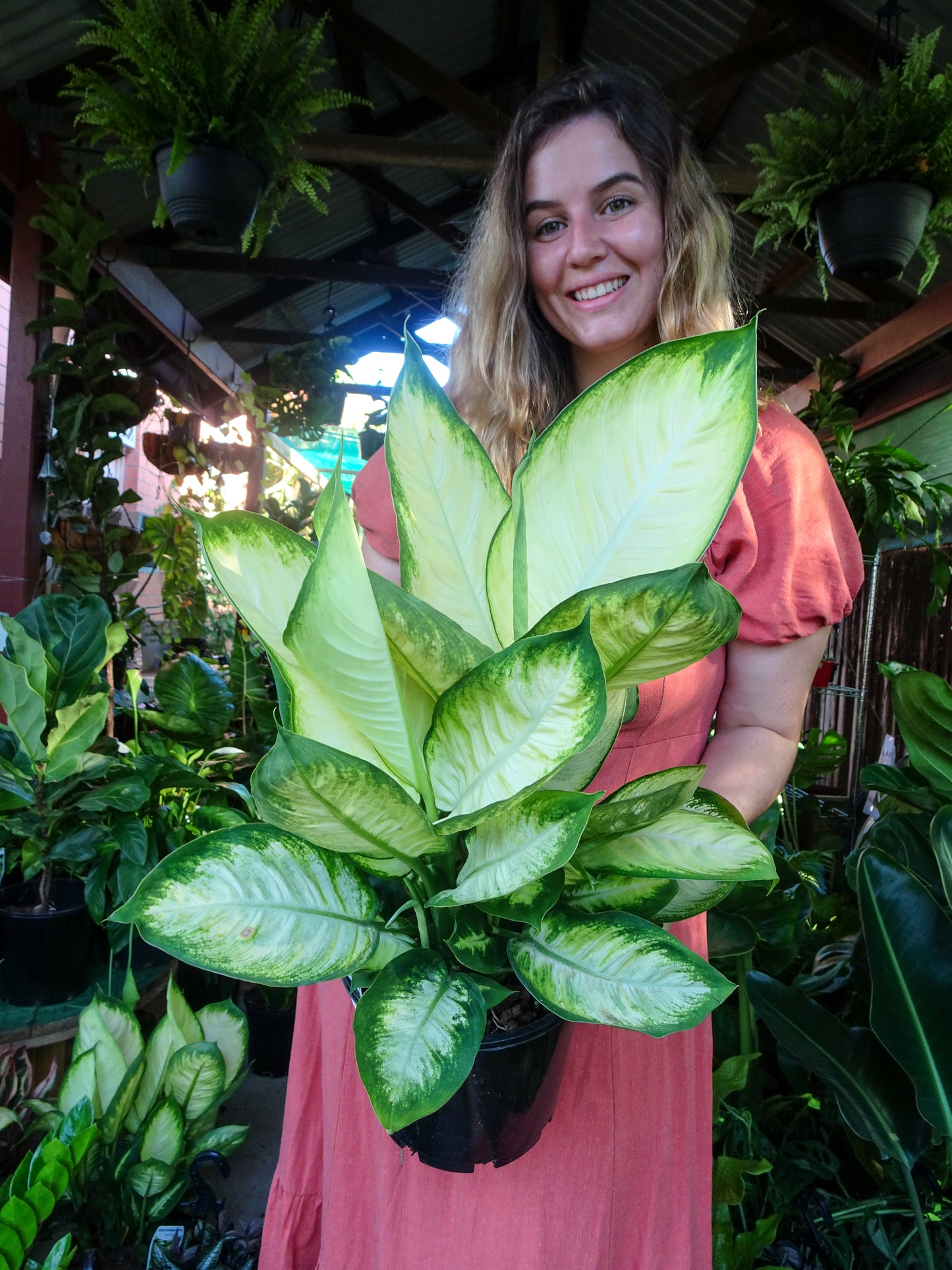 Dieffenbachia Tropic Marianne