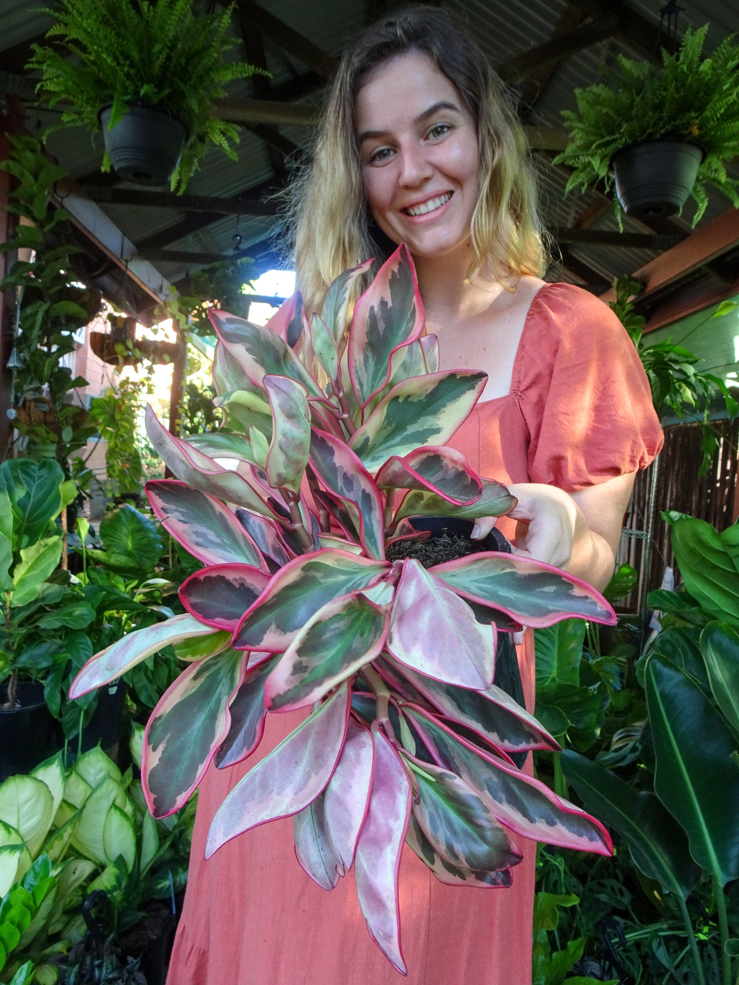 Peperomia Jelly
