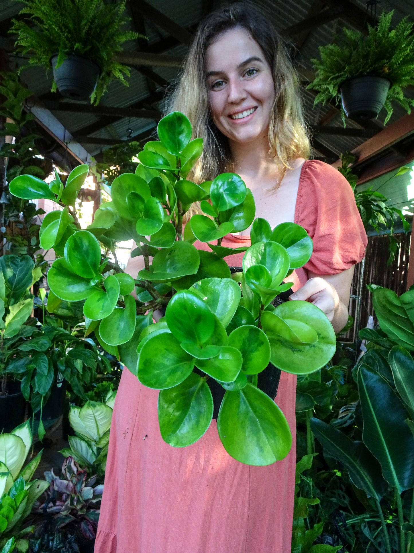 Peperomia Lemon Lime