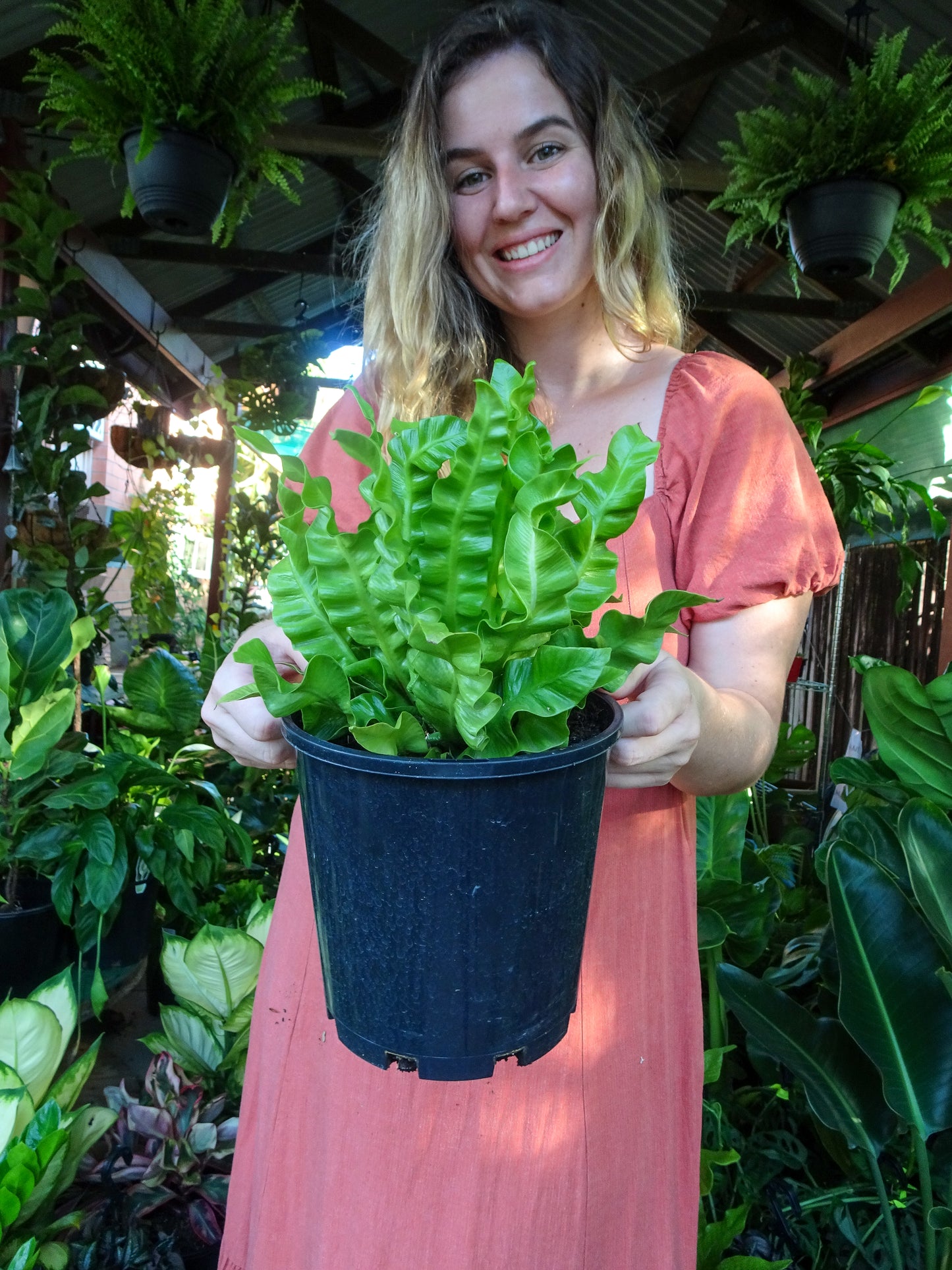 Crispy Wave Fern