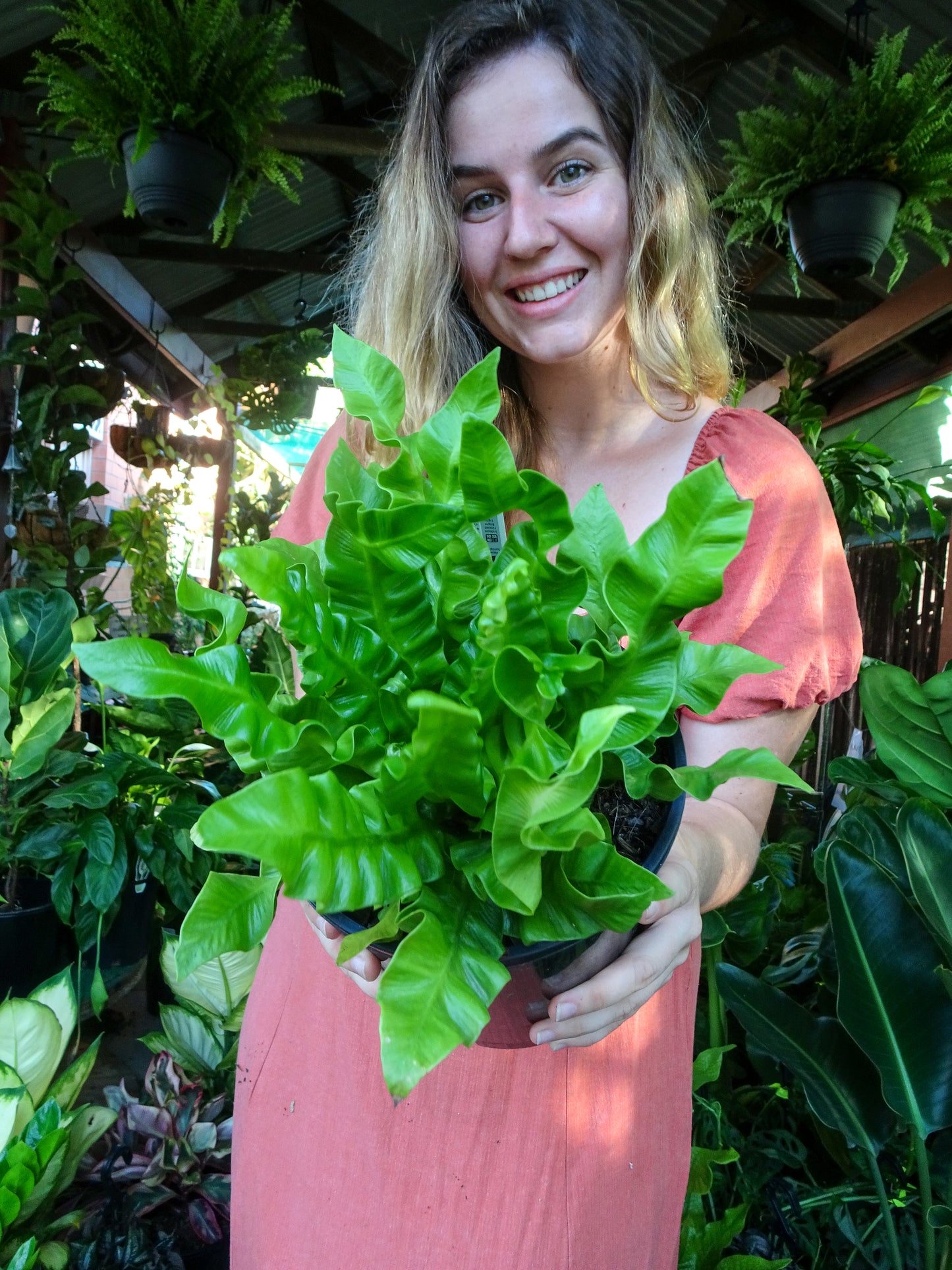 Crispy Wave Fern
