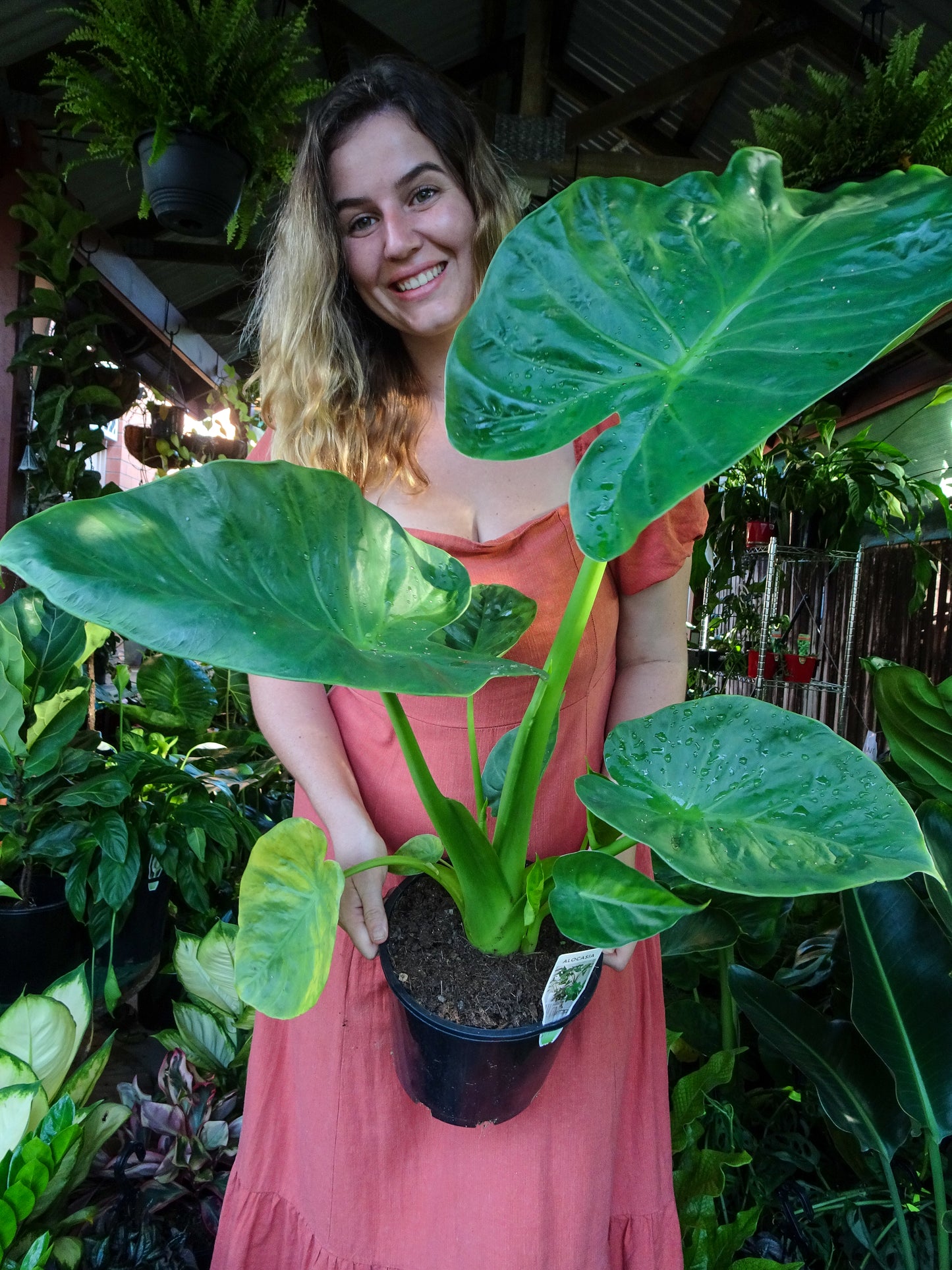 Alocasia Calidora Dwarf