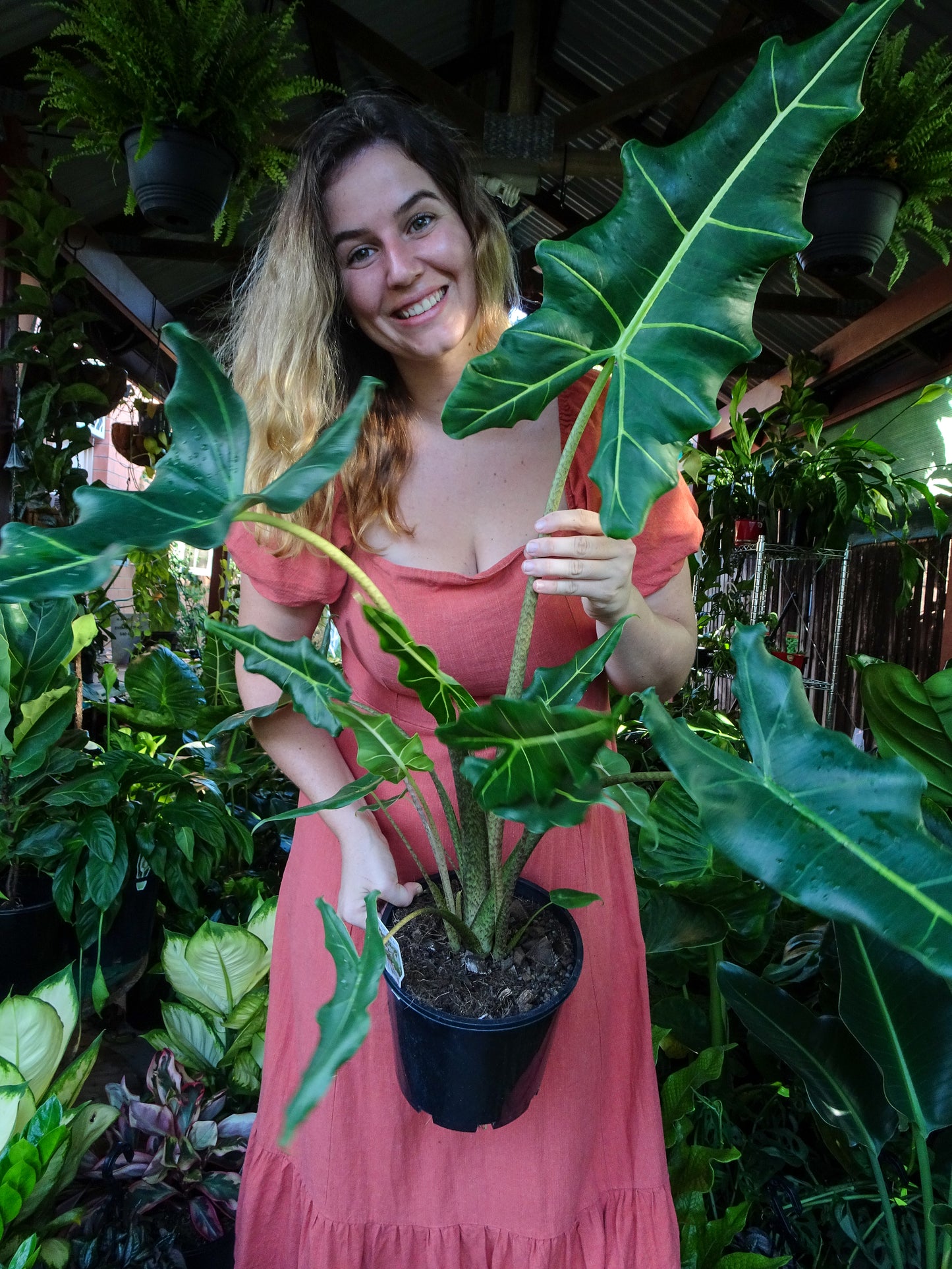 Alocasia Sarian