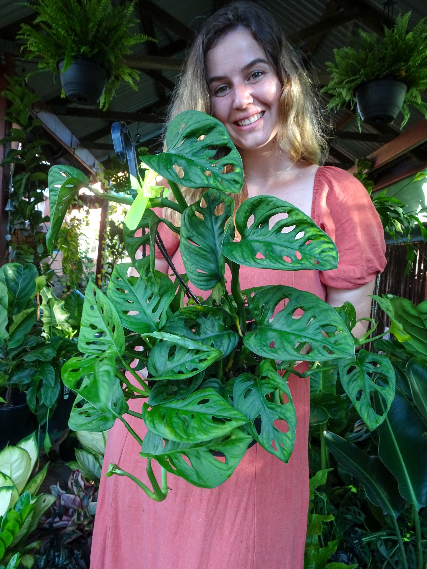 Monstera Adansonii Hanging Basket