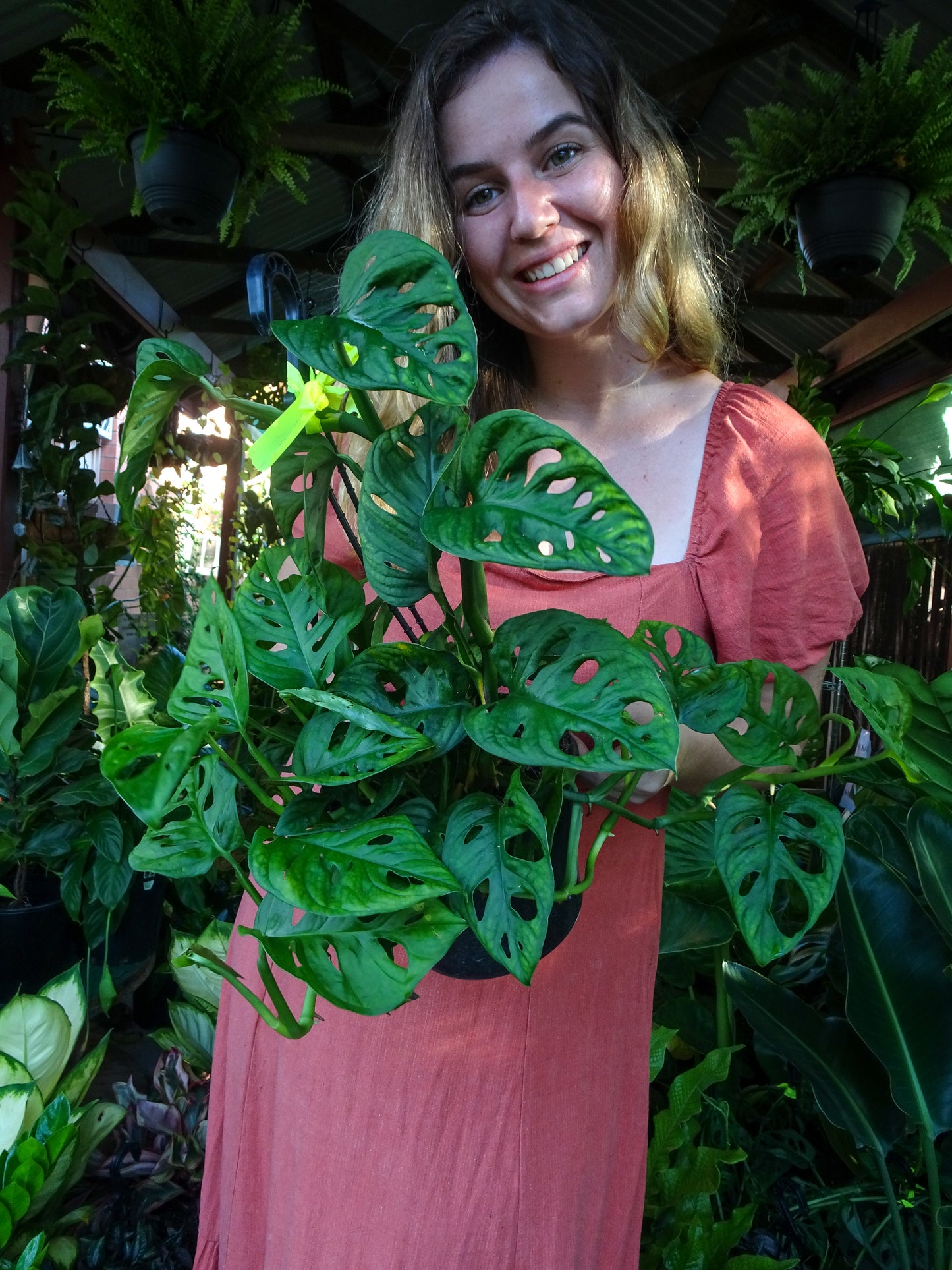 Monstera Adansonii Hanging Basket