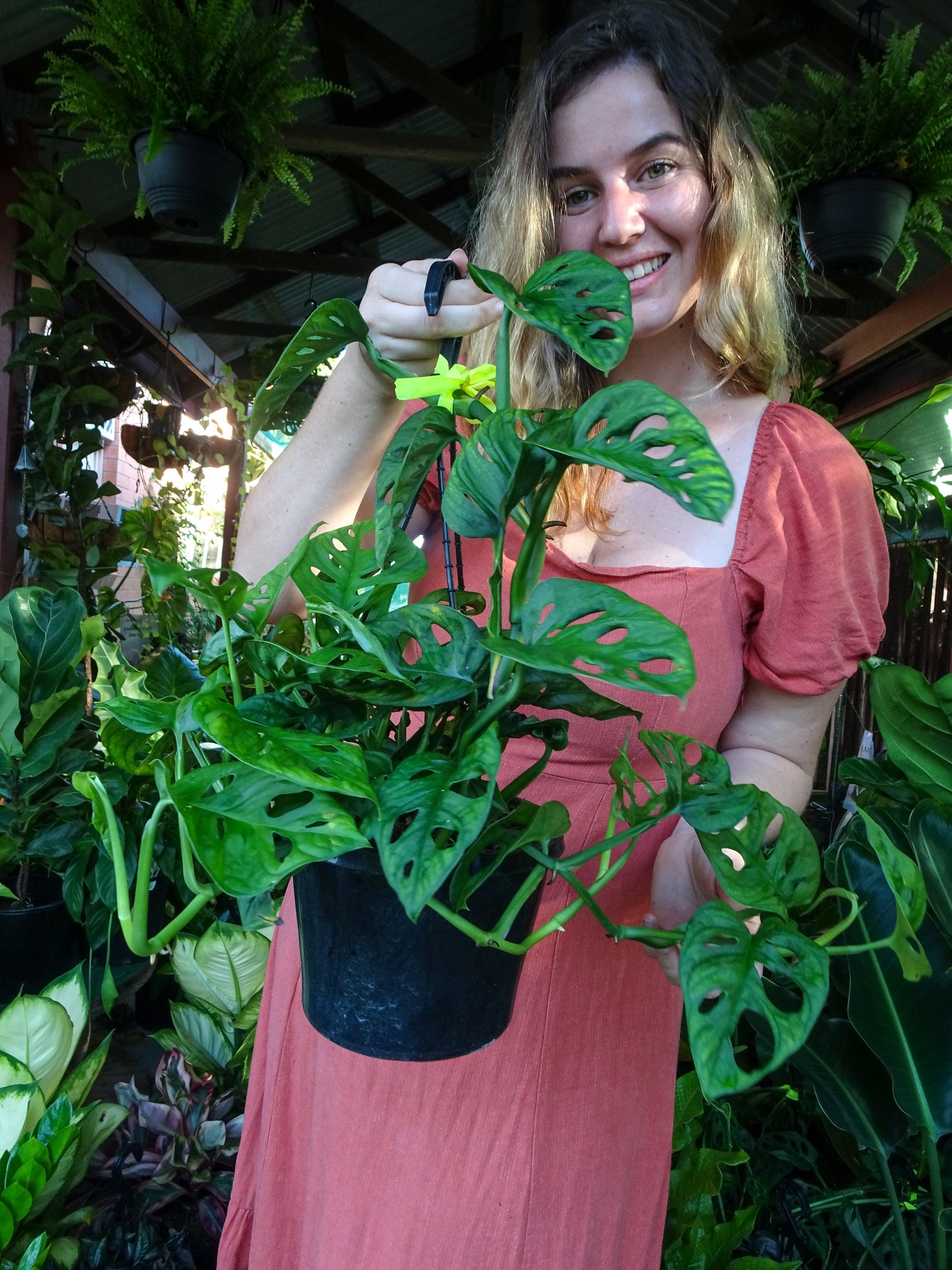Monstera Adansonii Hanging Basket