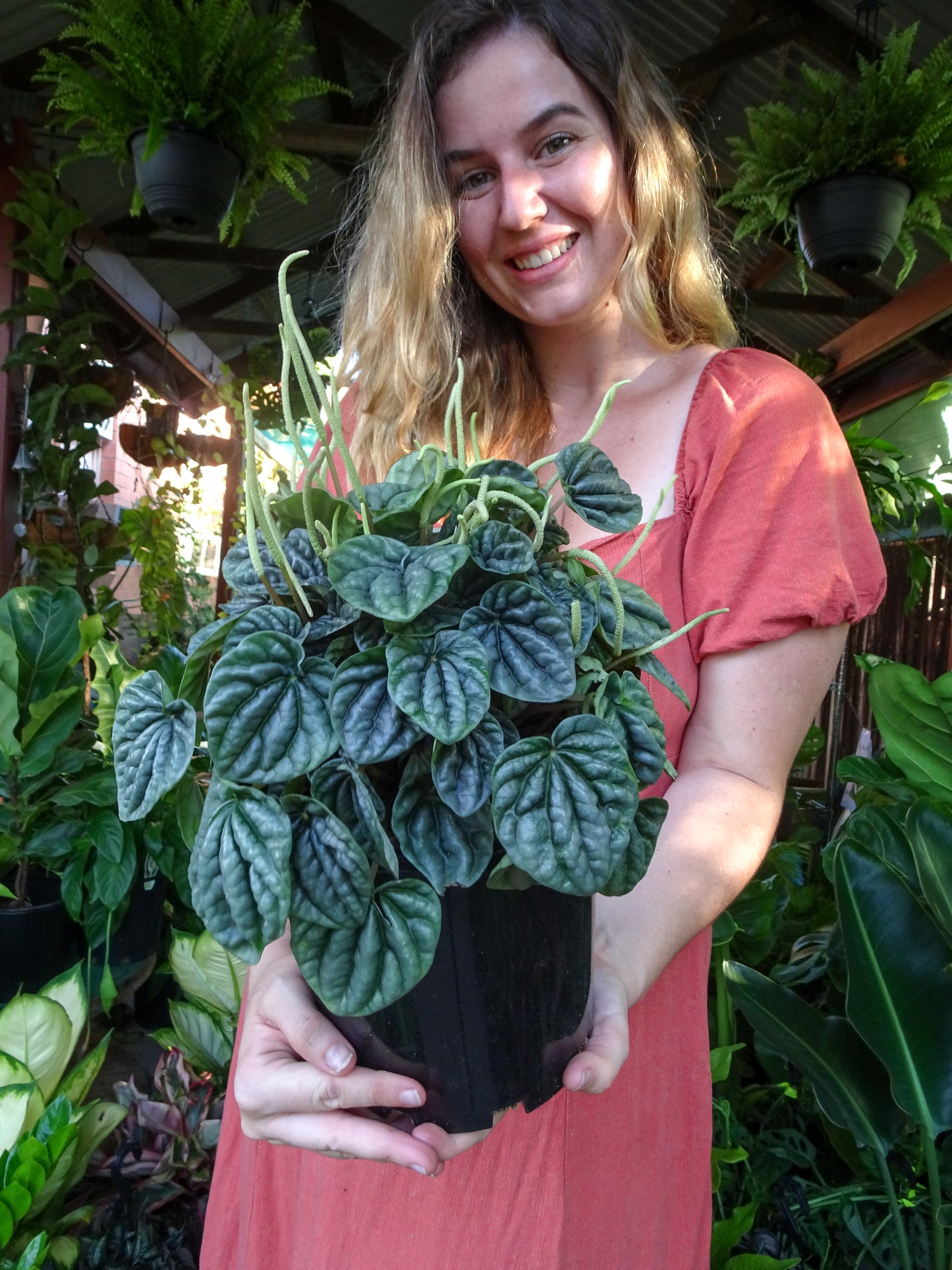 Peperomia Silver