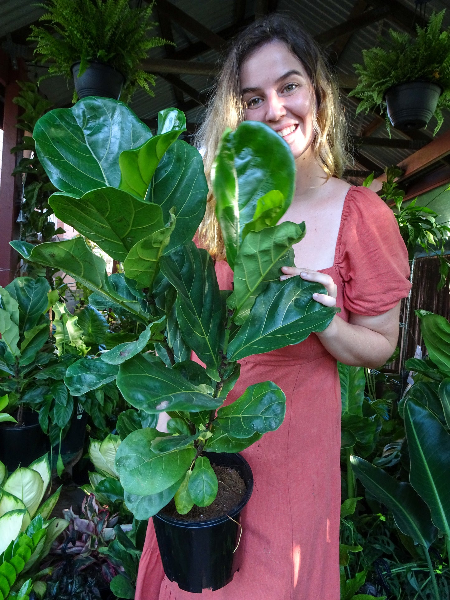 Fiddle Leaf Fig