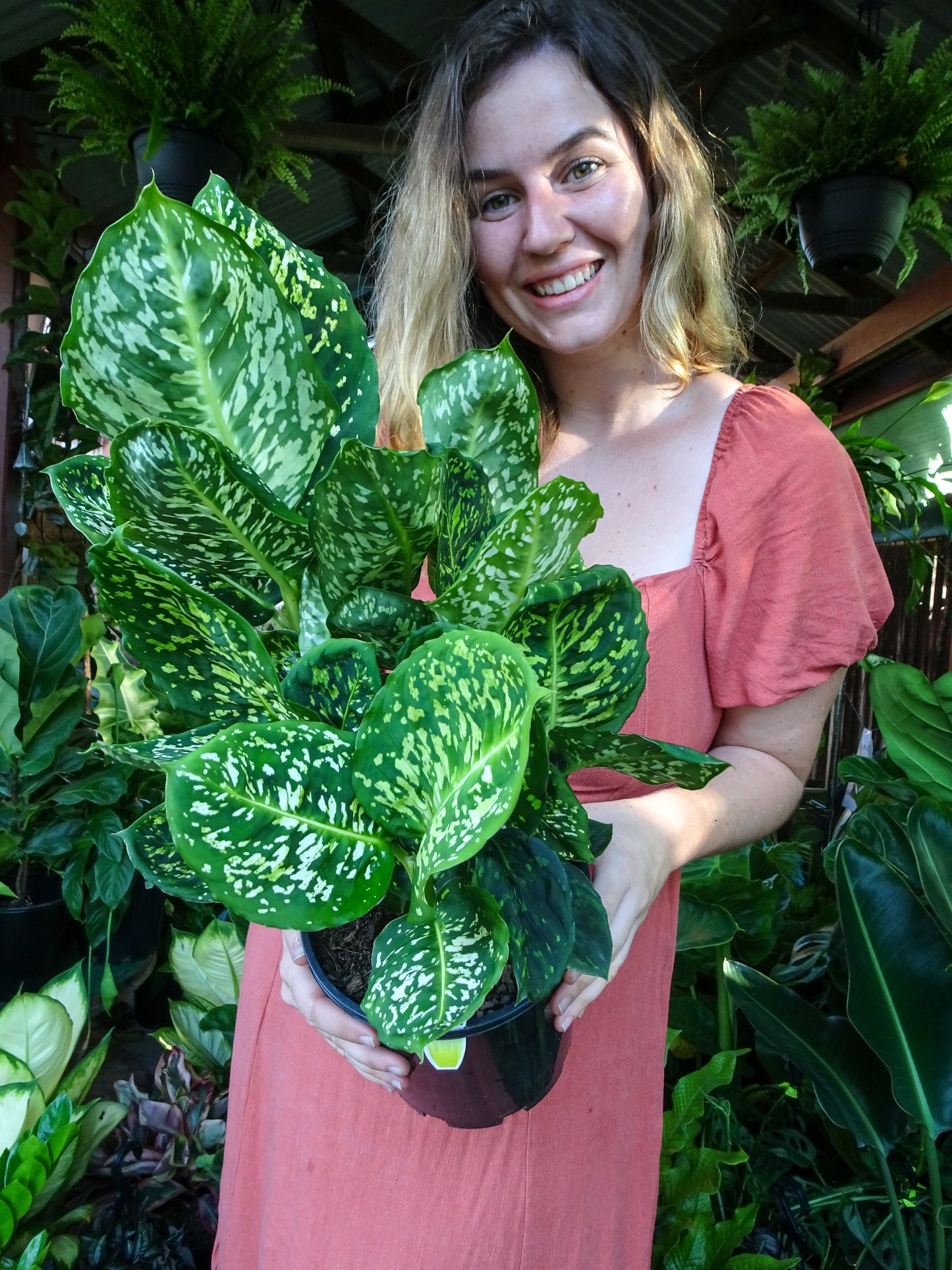 Dieffenbachia Reflector