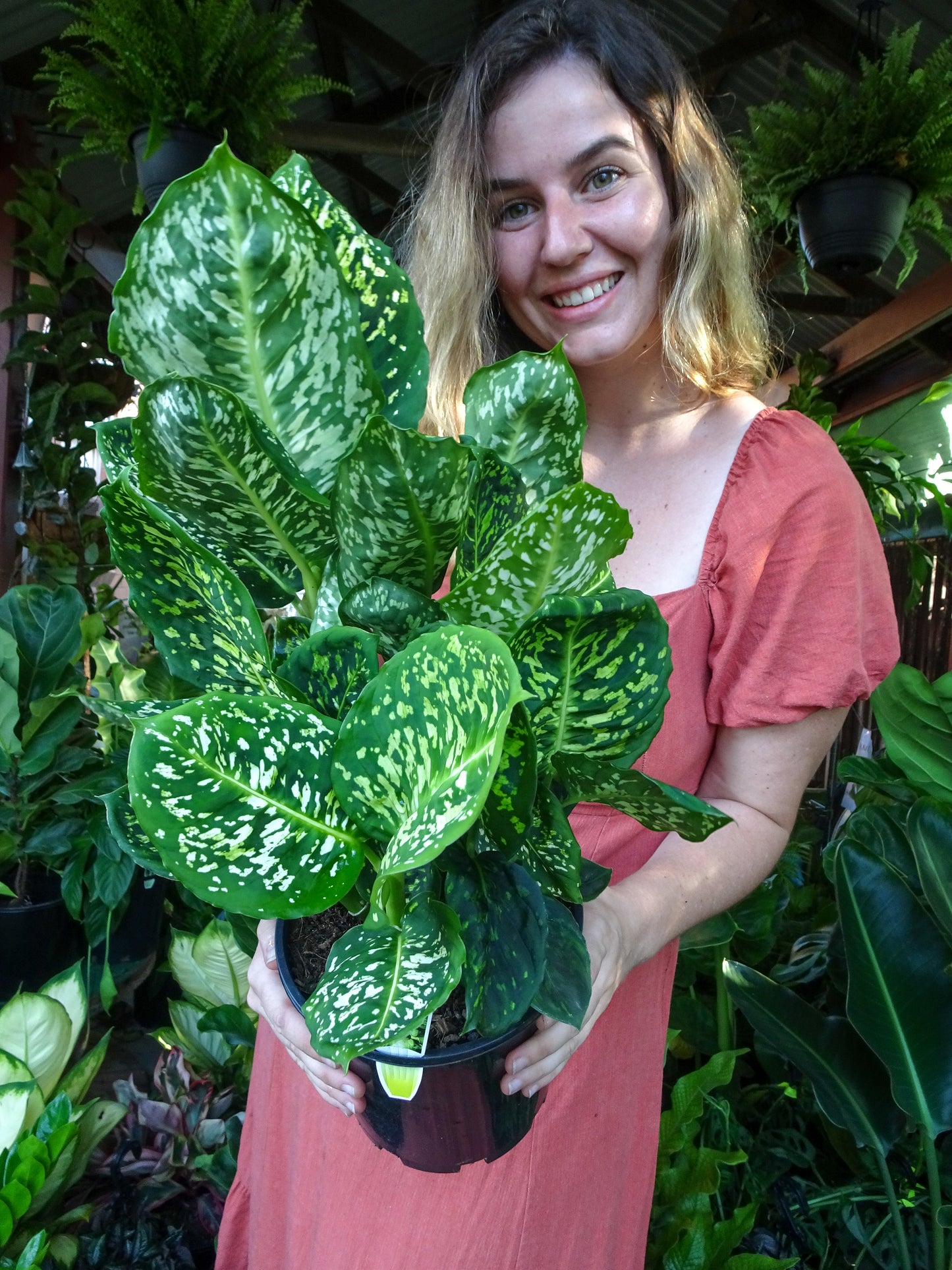 Dieffenbachia Reflector