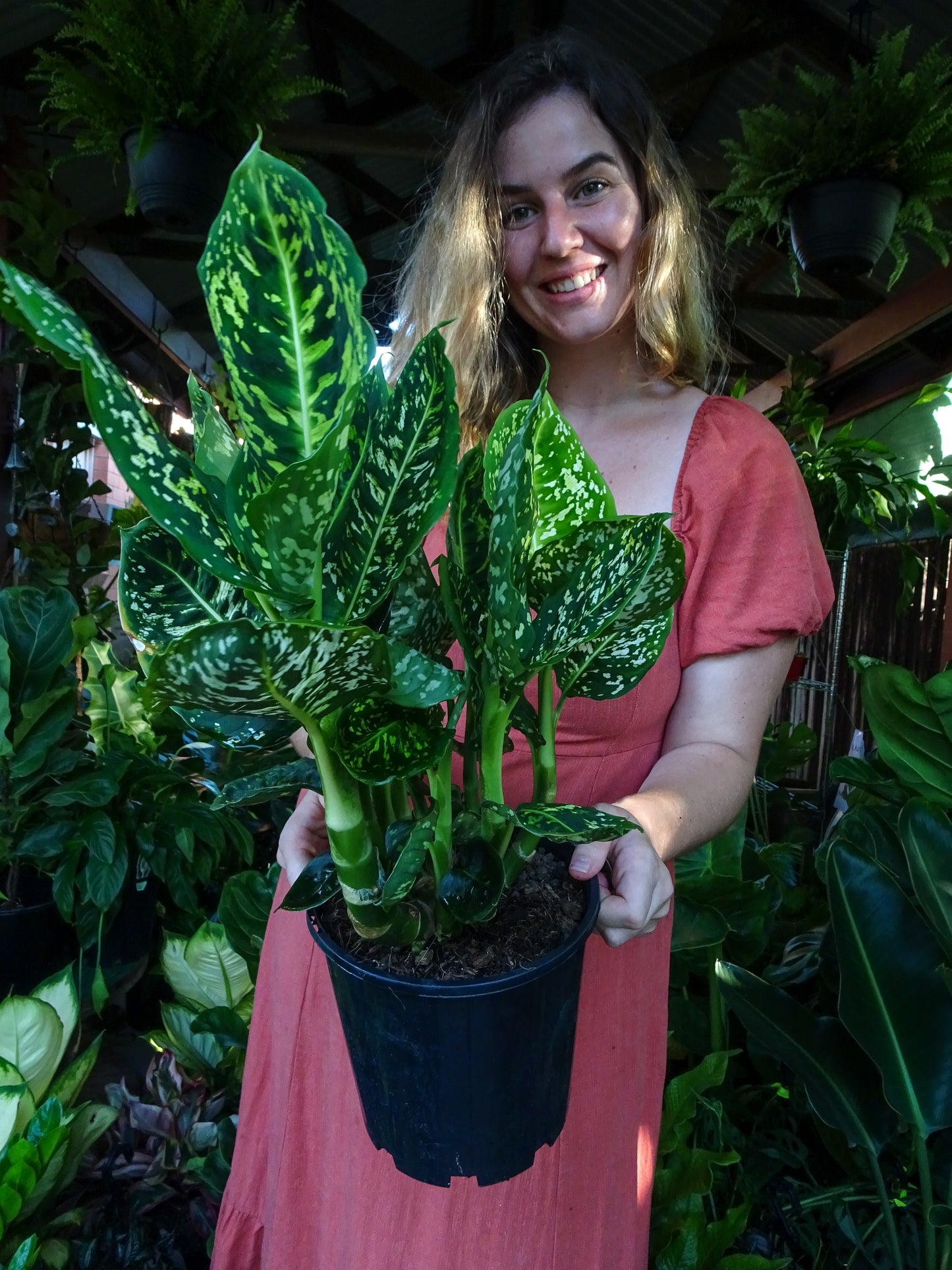 Dieffenbachia Reflector