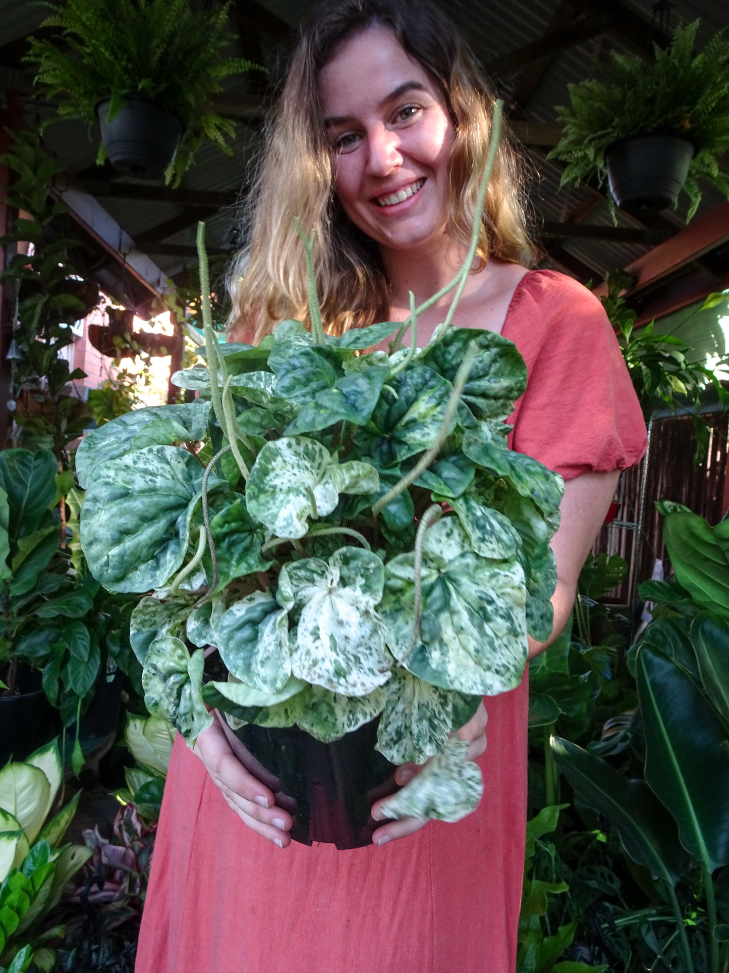 Peperomia Pink Lady