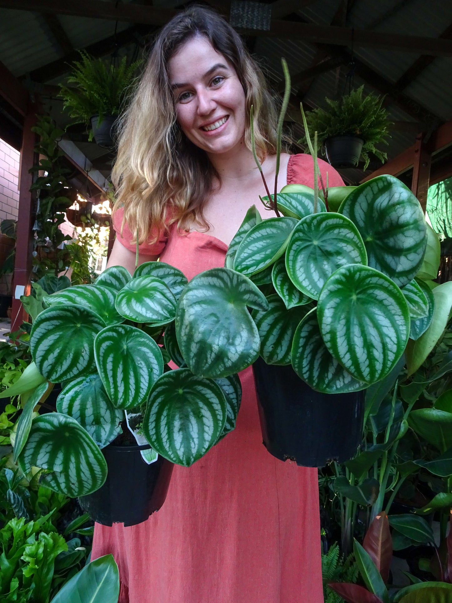 Watermelon Peperomia