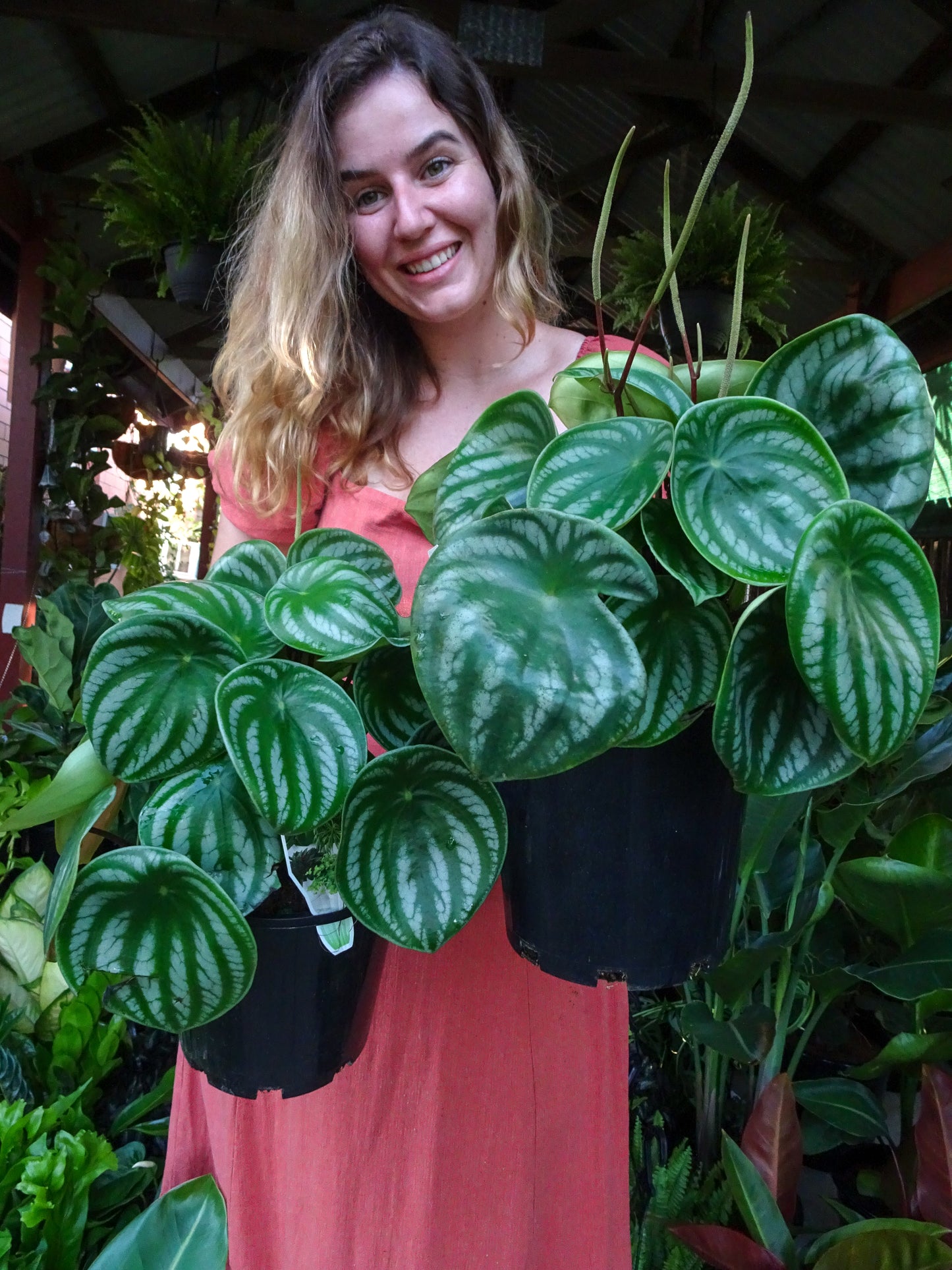 Watermelon Peperomia