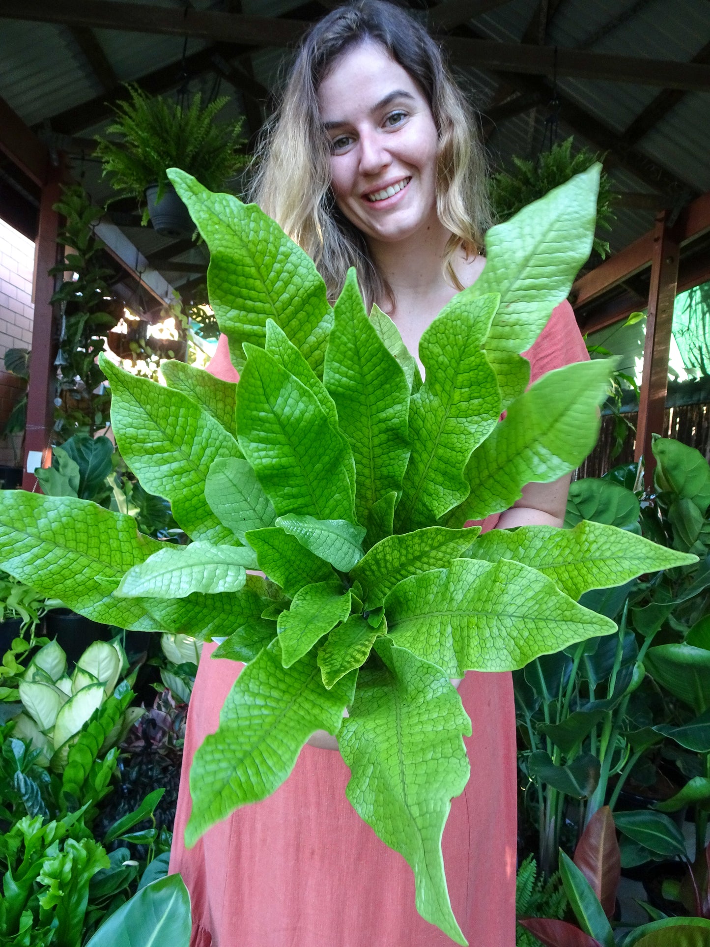 Crocodile Fern