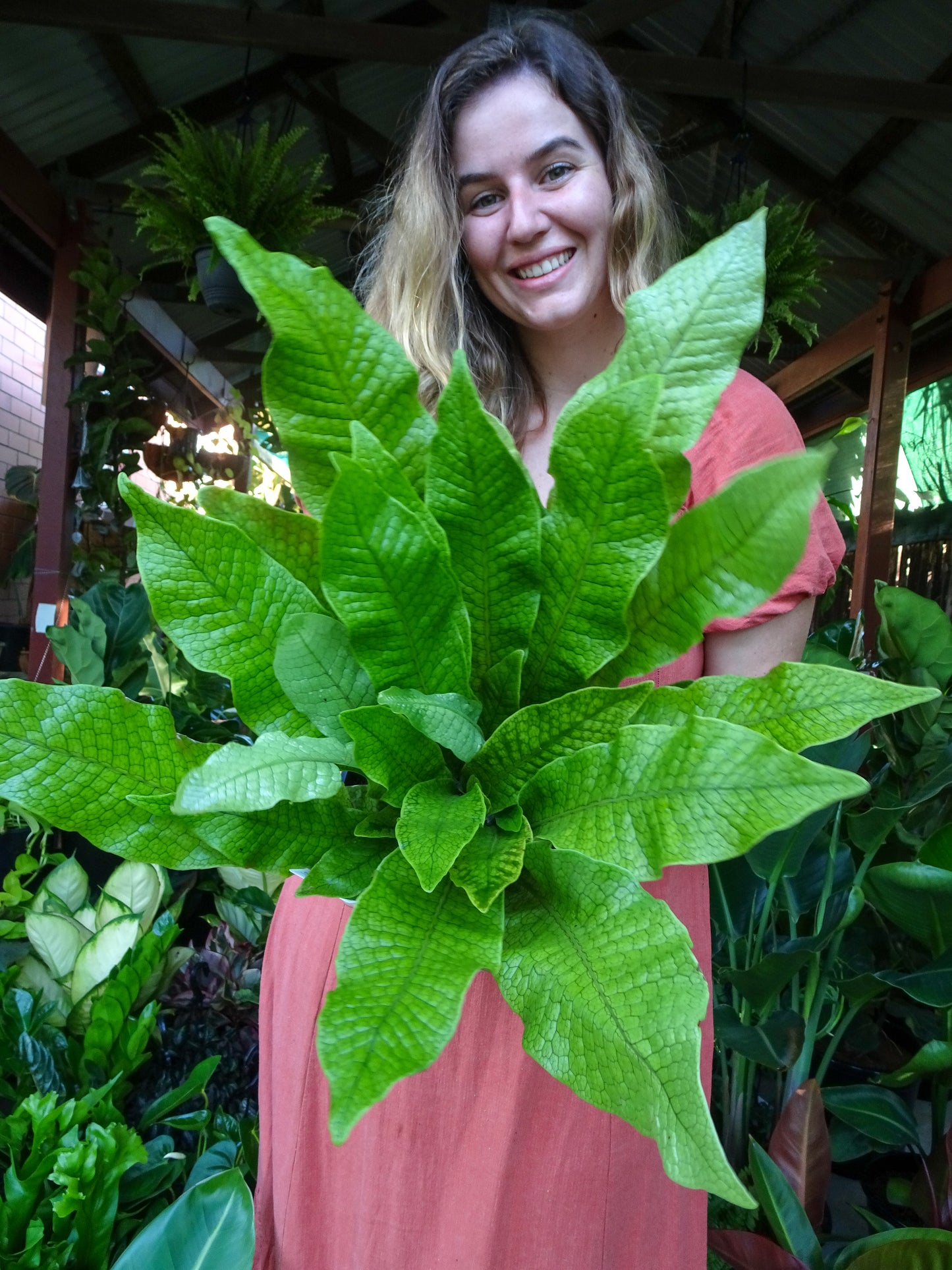 Crocodile Fern