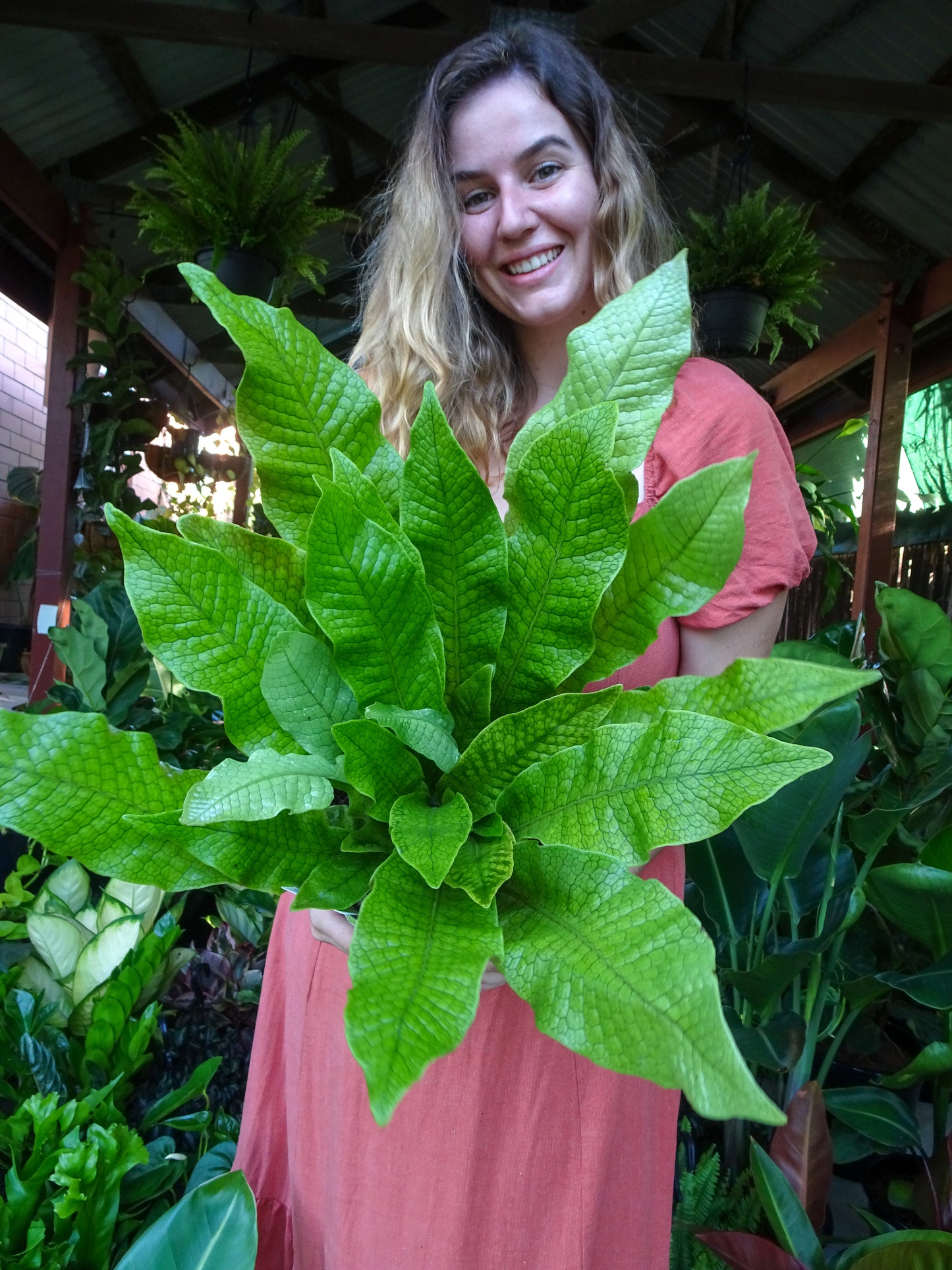 Crocodile Fern