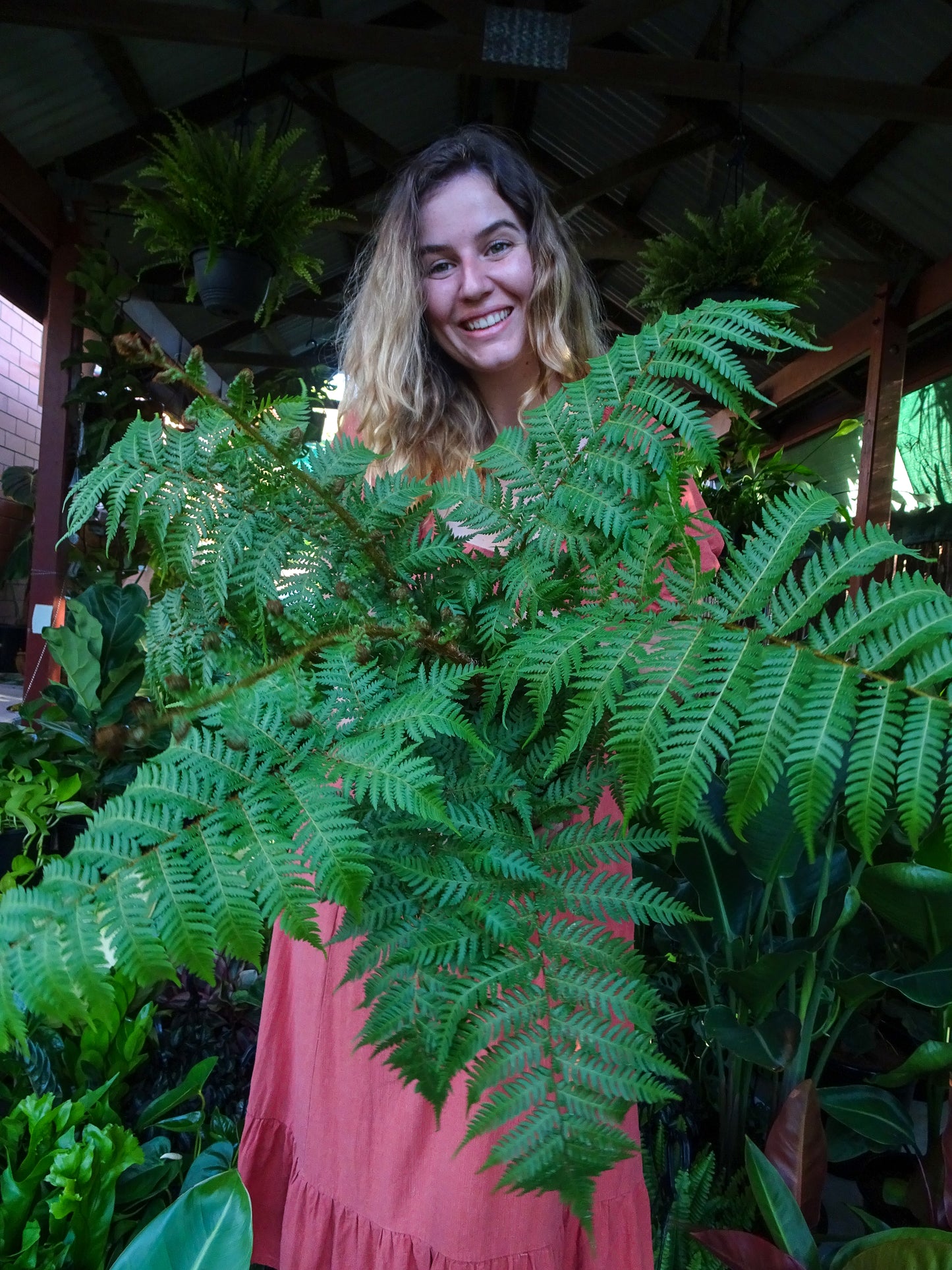 Lacy Tree Fern