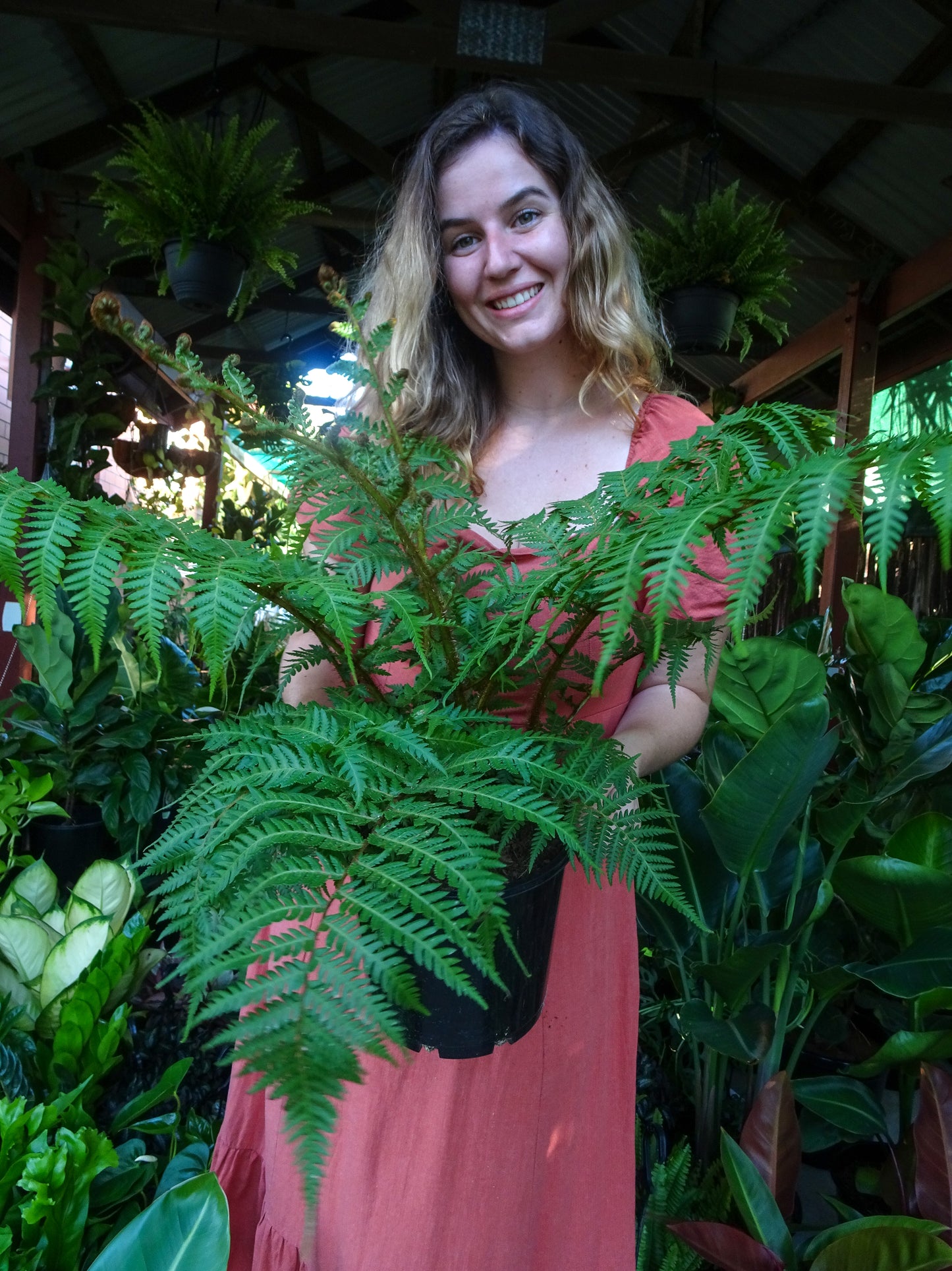 Lacy Tree Fern