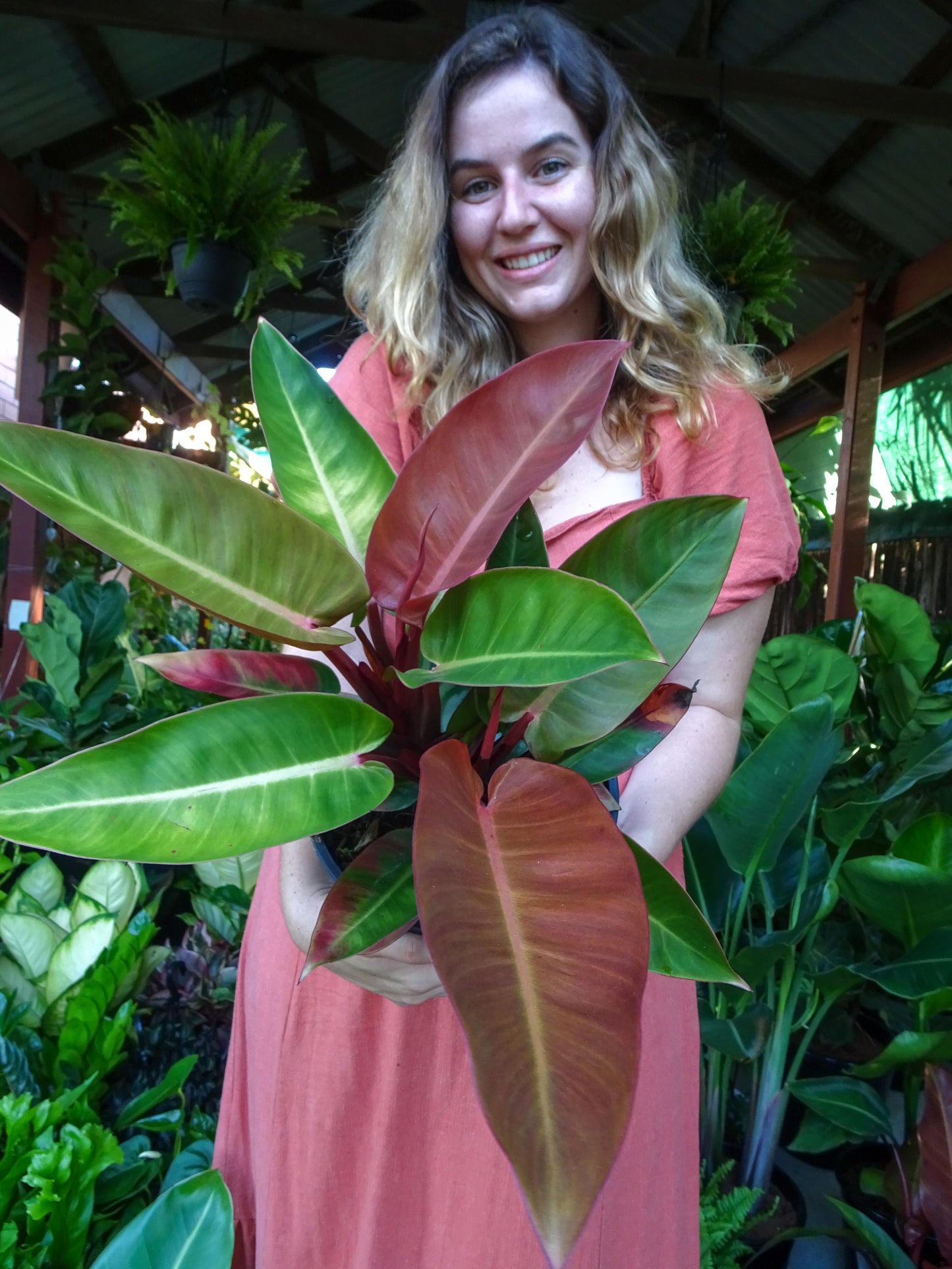 Philodendron Red Sun
