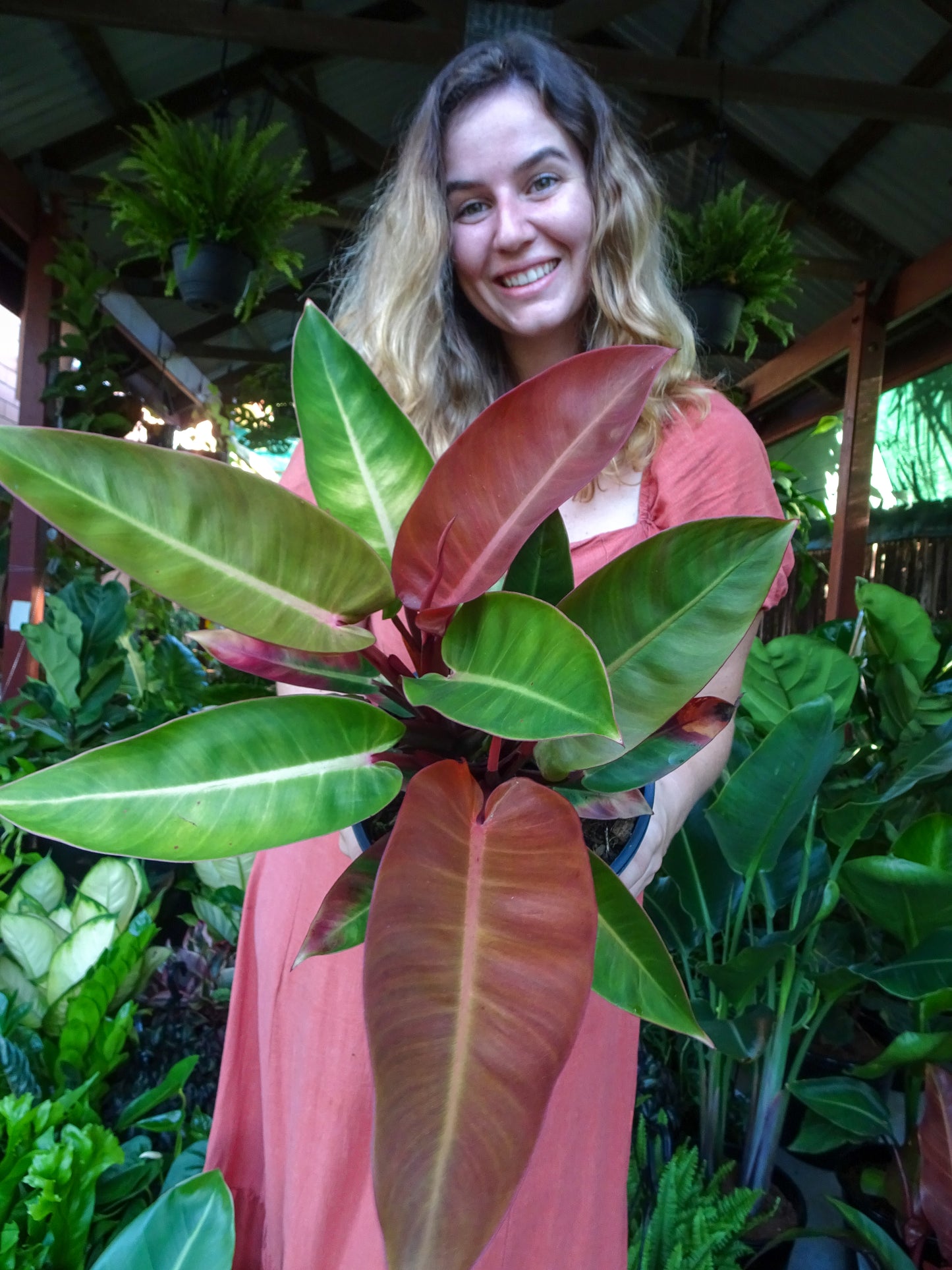 Philodendron Red Sun