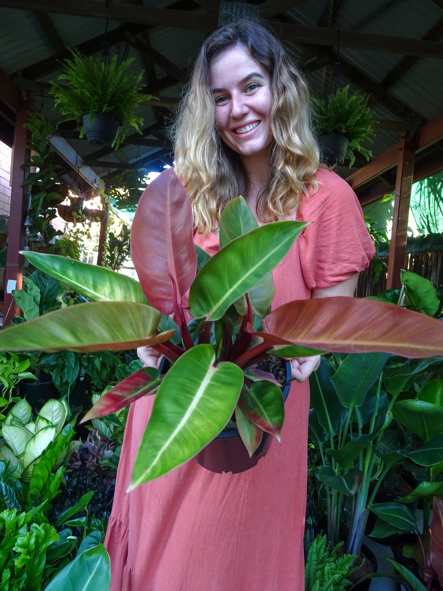 Philodendron Red Sun