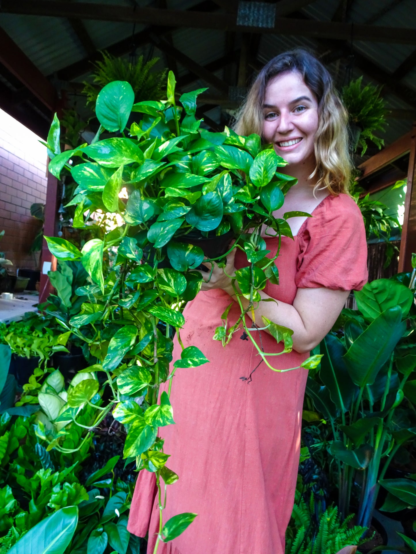 XL Devils Ivy