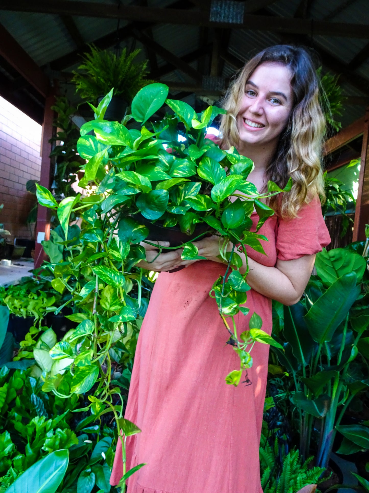 XL Devils Ivy