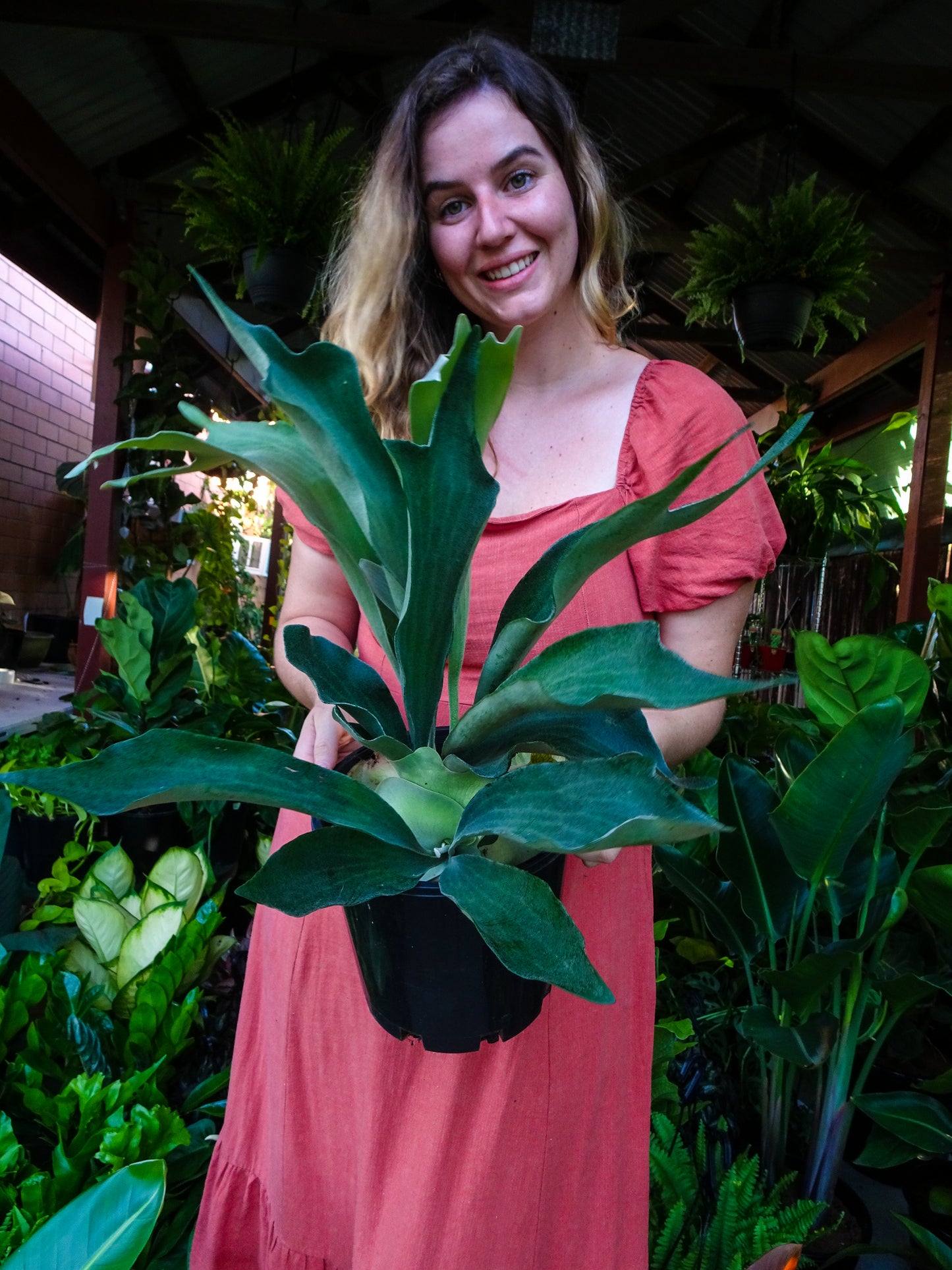 Elkhorn Fern