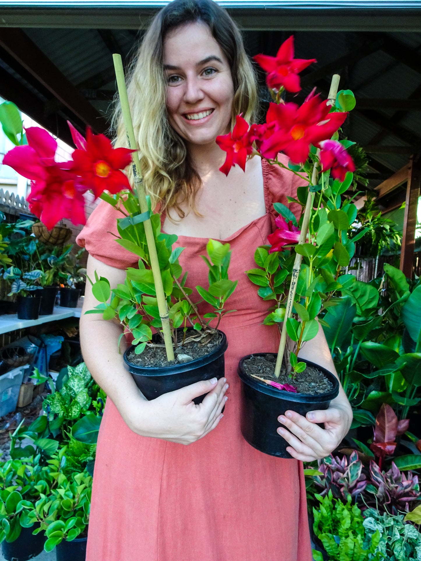 Dipladenia Red