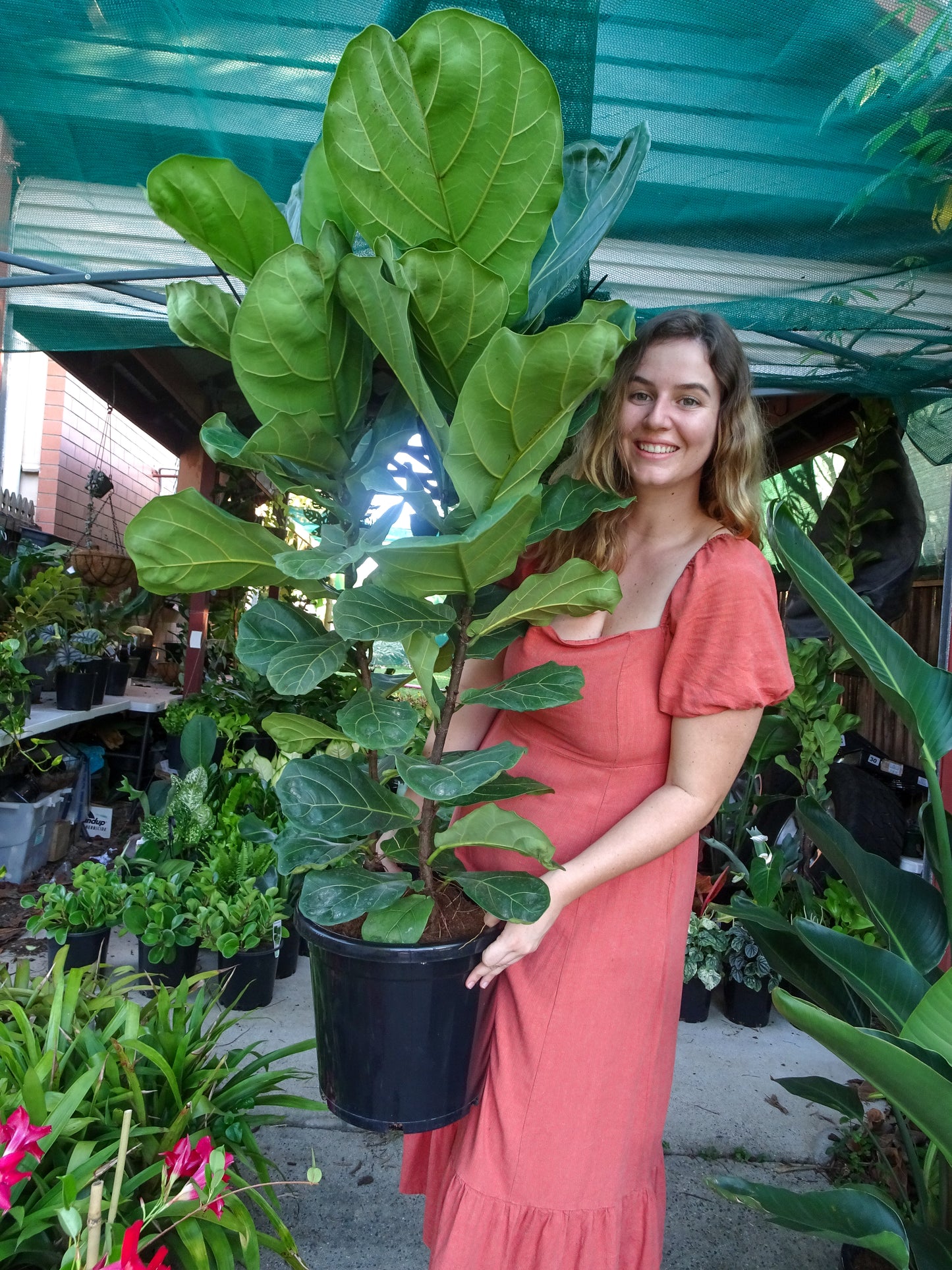 Giant Fiddle Leaf Fig-Pickup Only
