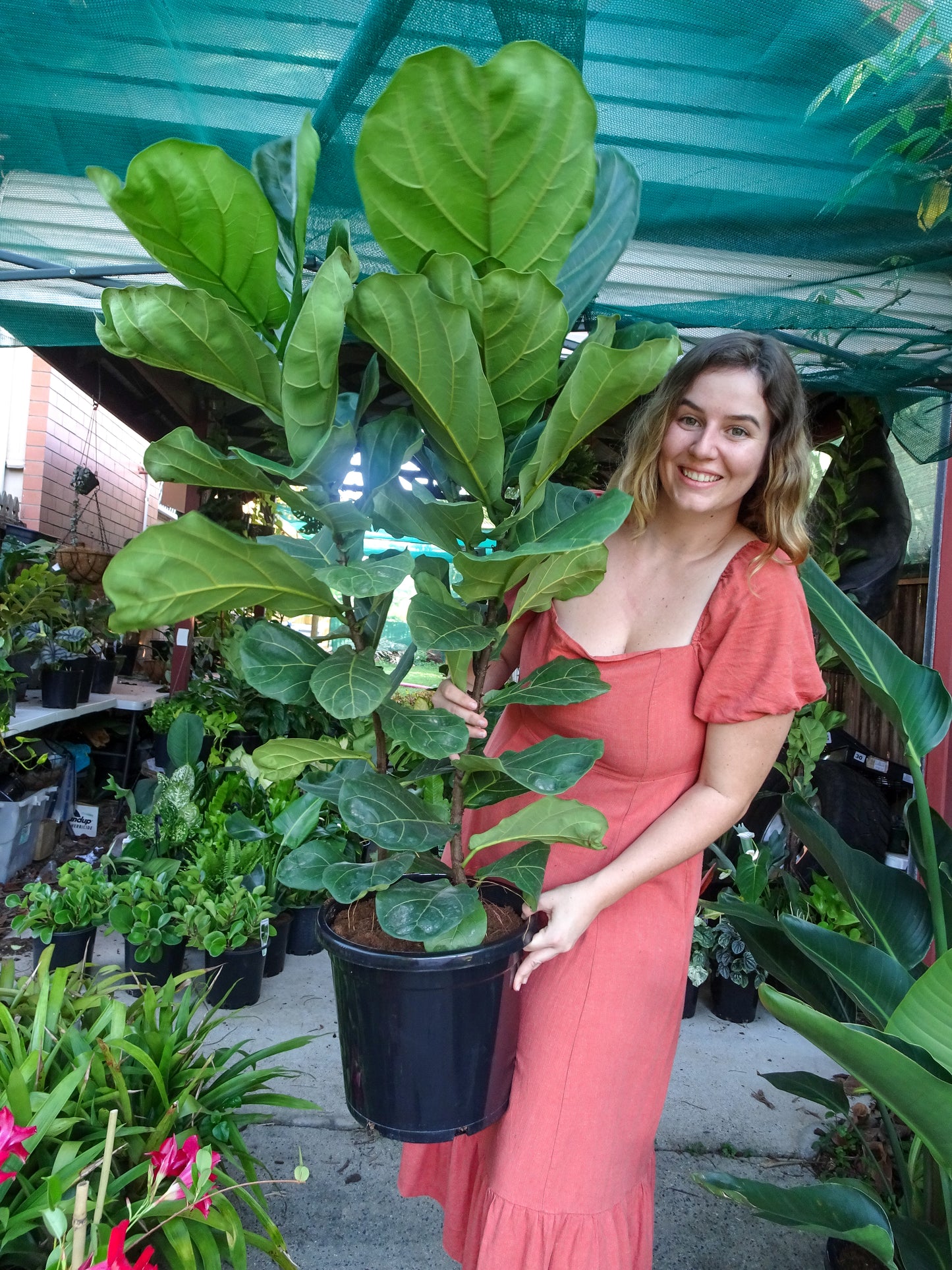 Giant Fiddle Leaf Fig-Pickup Only