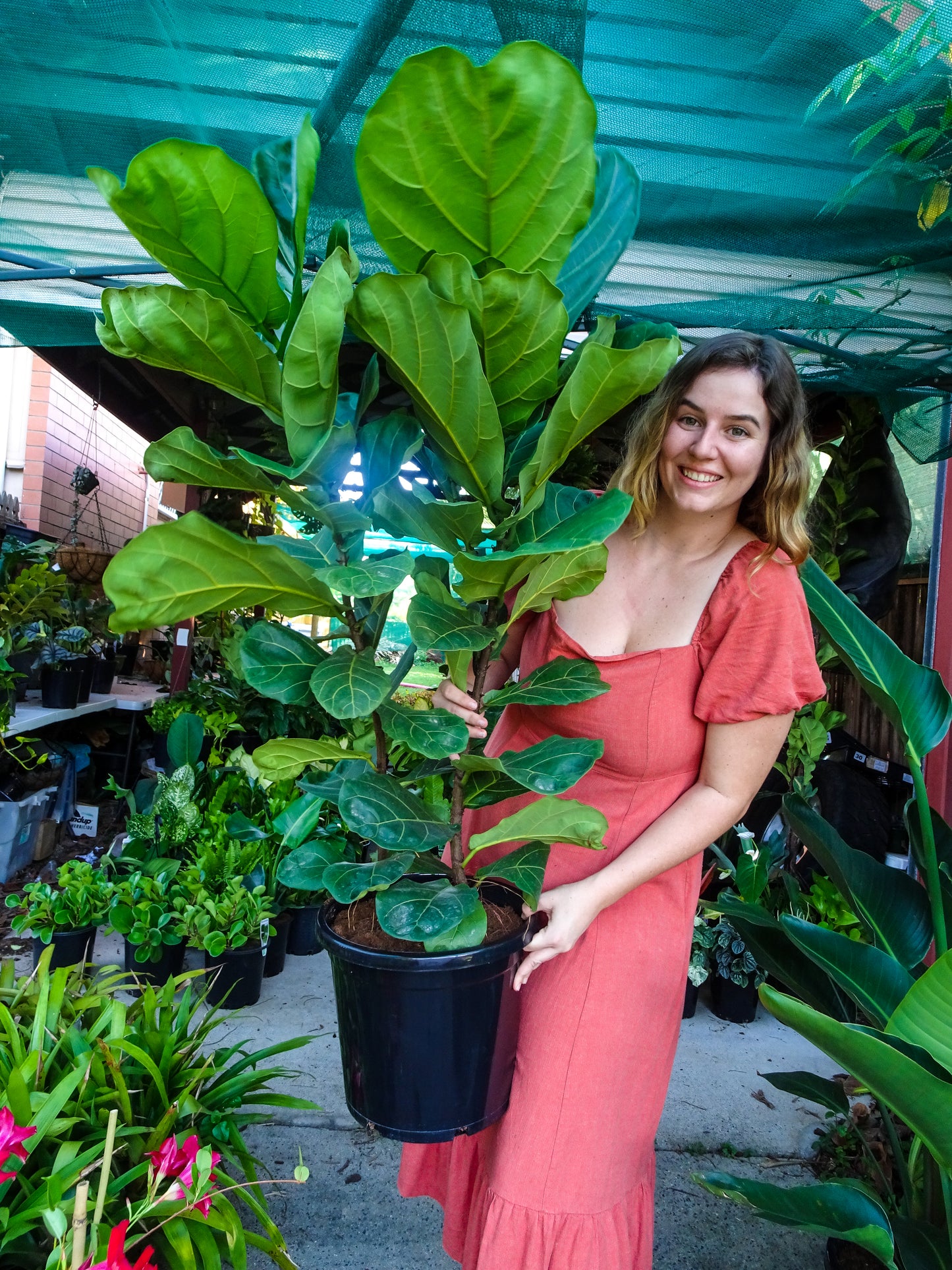 Giant Fiddle Leaf Fig-Pickup Only