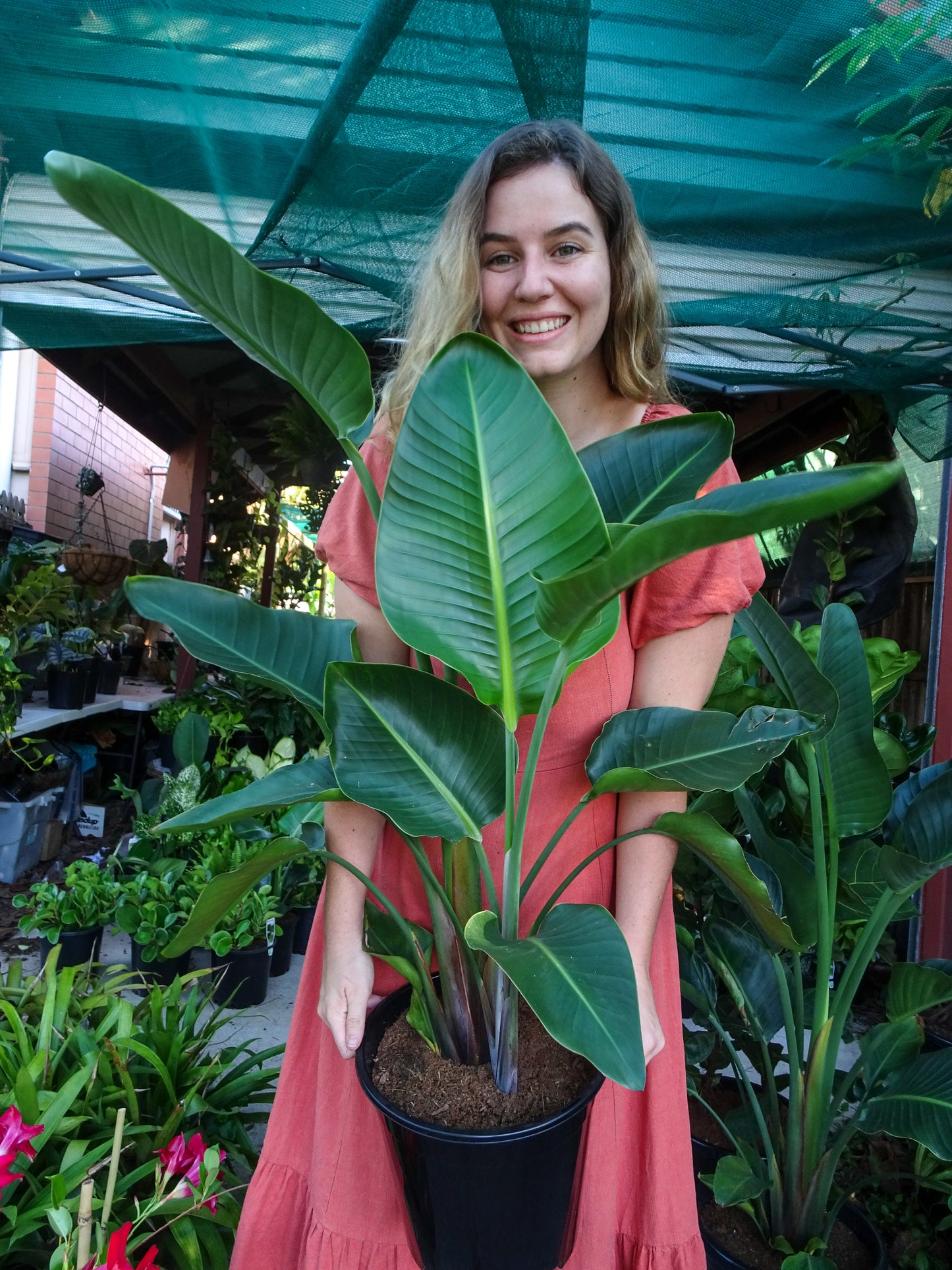 Bird of Paradise Medium-Pick Up Plant