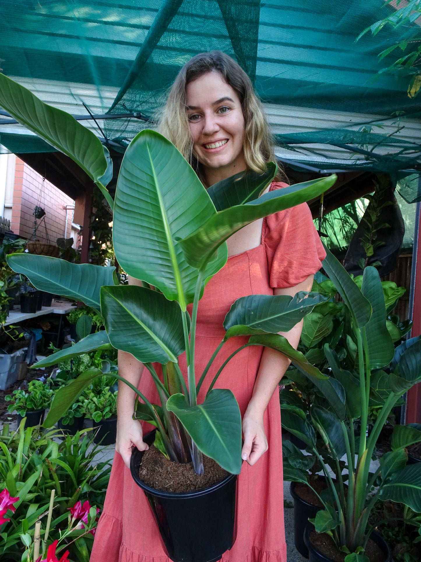 Bird of Paradise Medium-Pick Up Plant