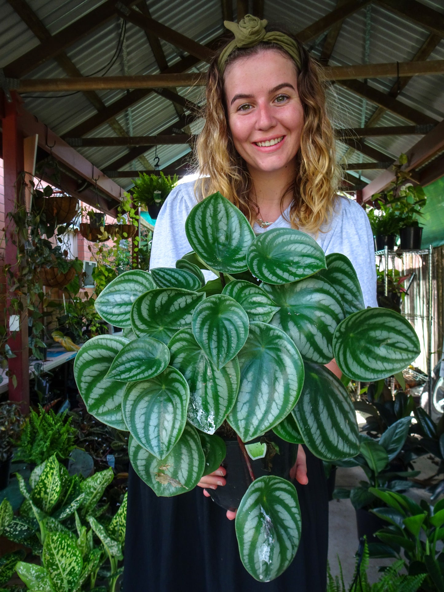 Watermelon Peperomia